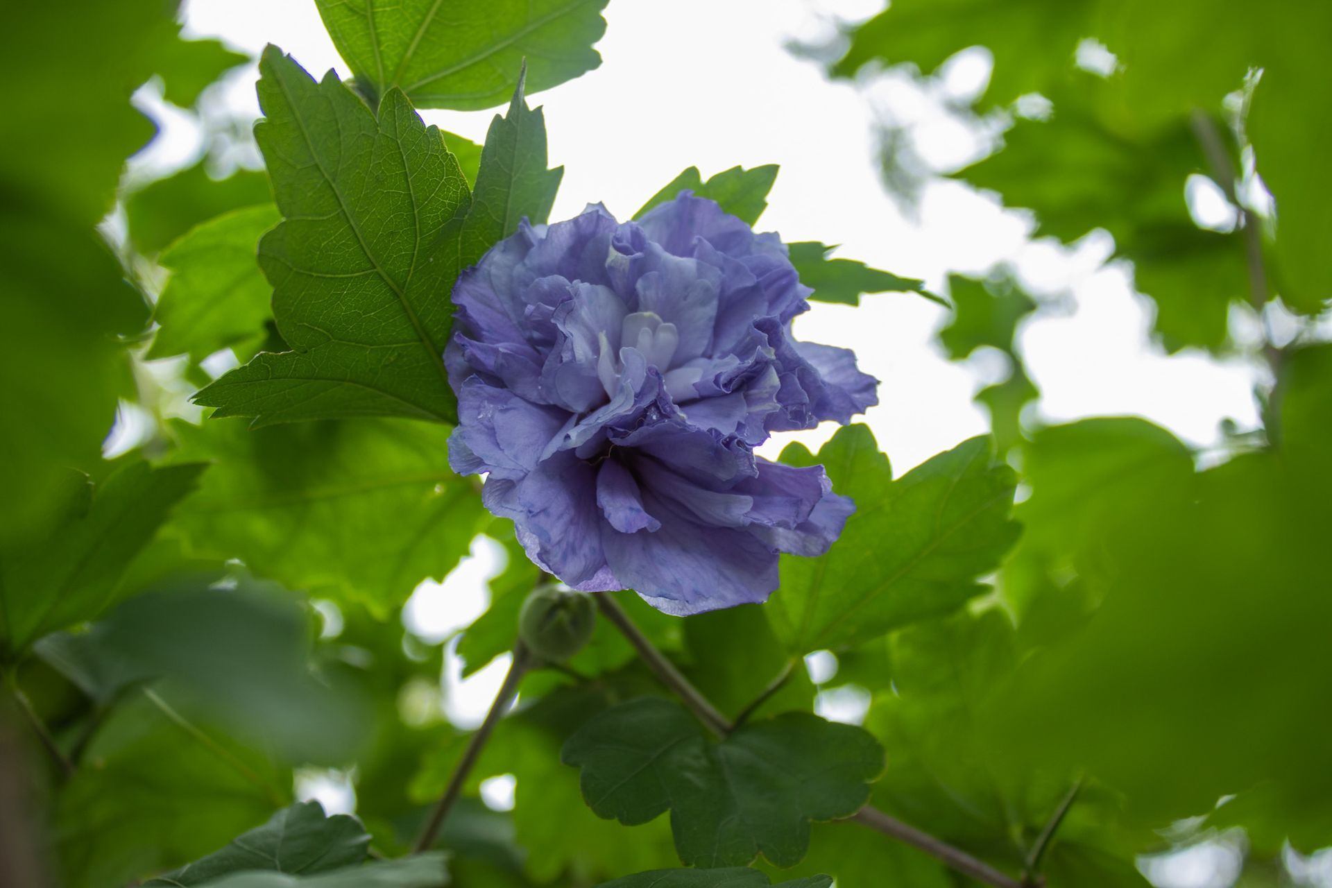 Purple flower blooming among green leaves against a bright sky.