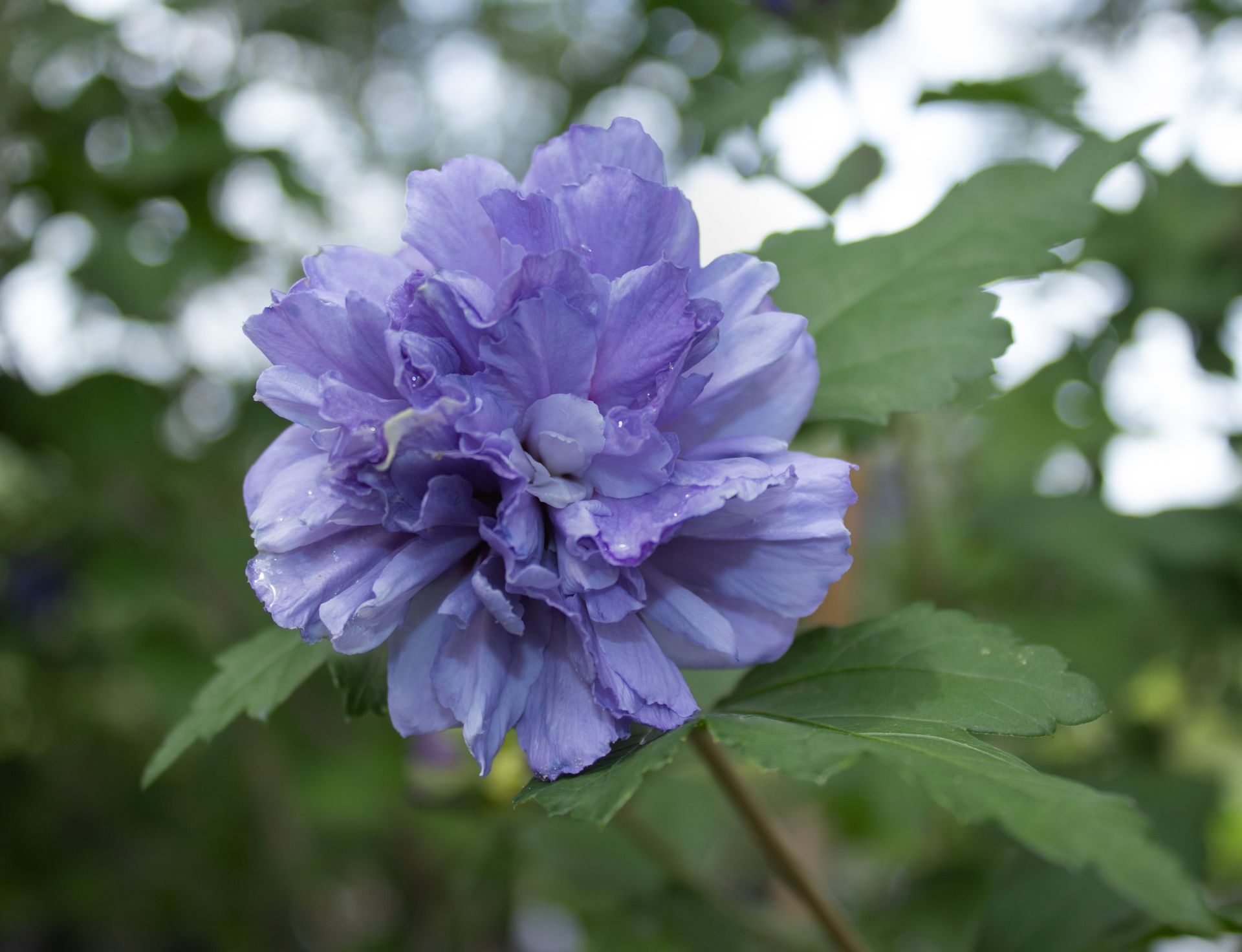 Close-up of a purple flower in bloom with green leaves against a blurred background