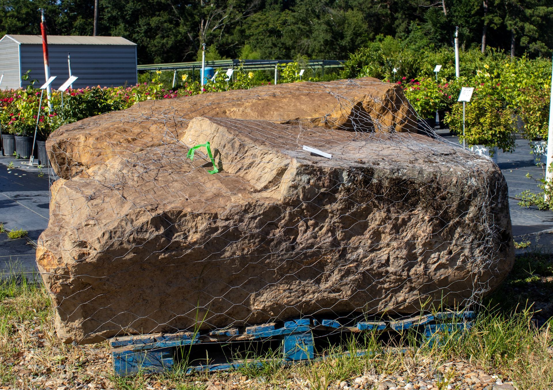 Large tan boulder on blue pallets in a gravel lot, with a small green plant on top.