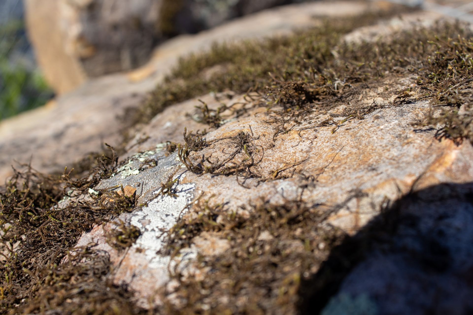 Close-up of a moss-covered rock with white lichen in a natural outdoor setting