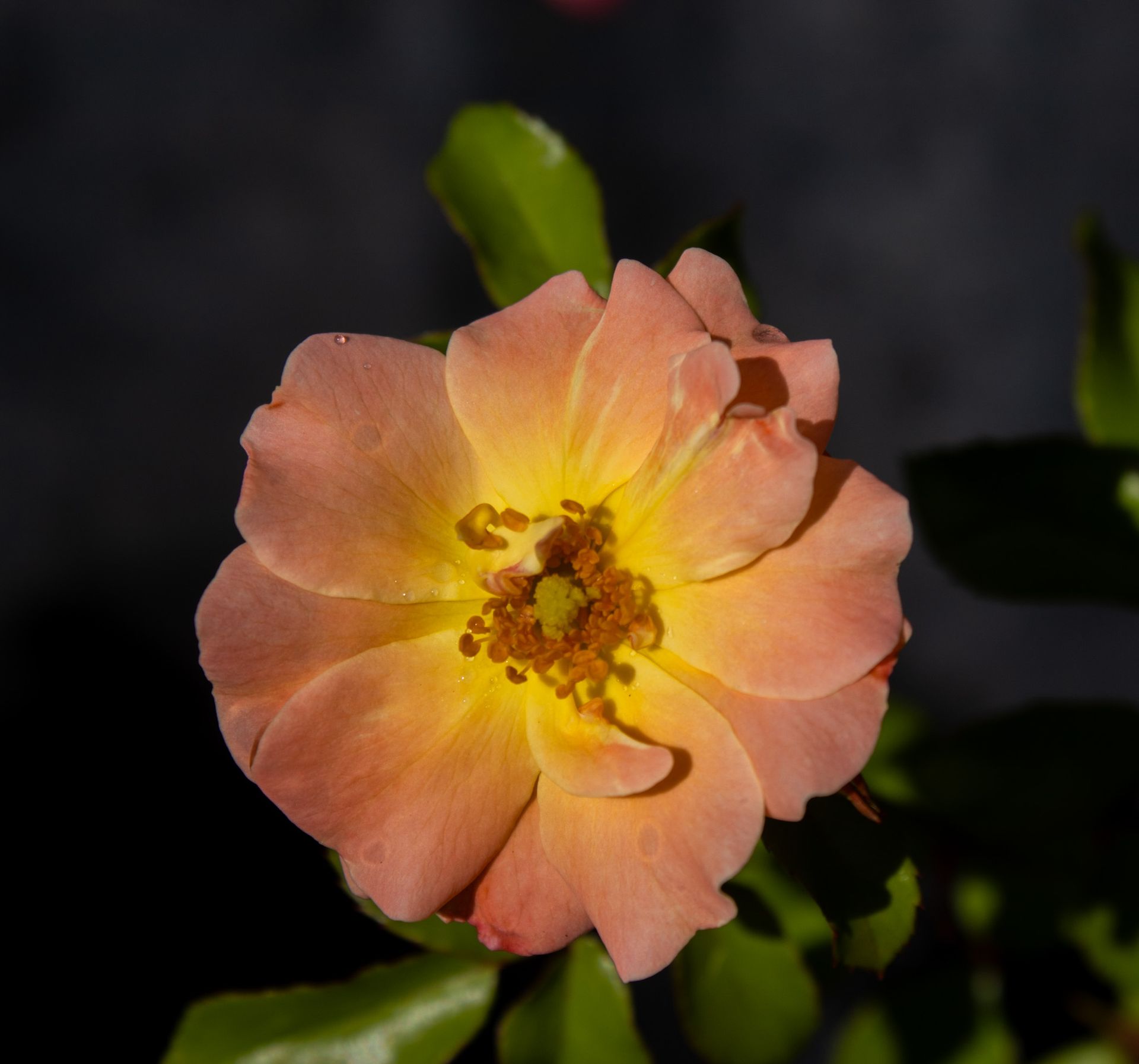 Peach-colored flower with a yellow center against a dark background