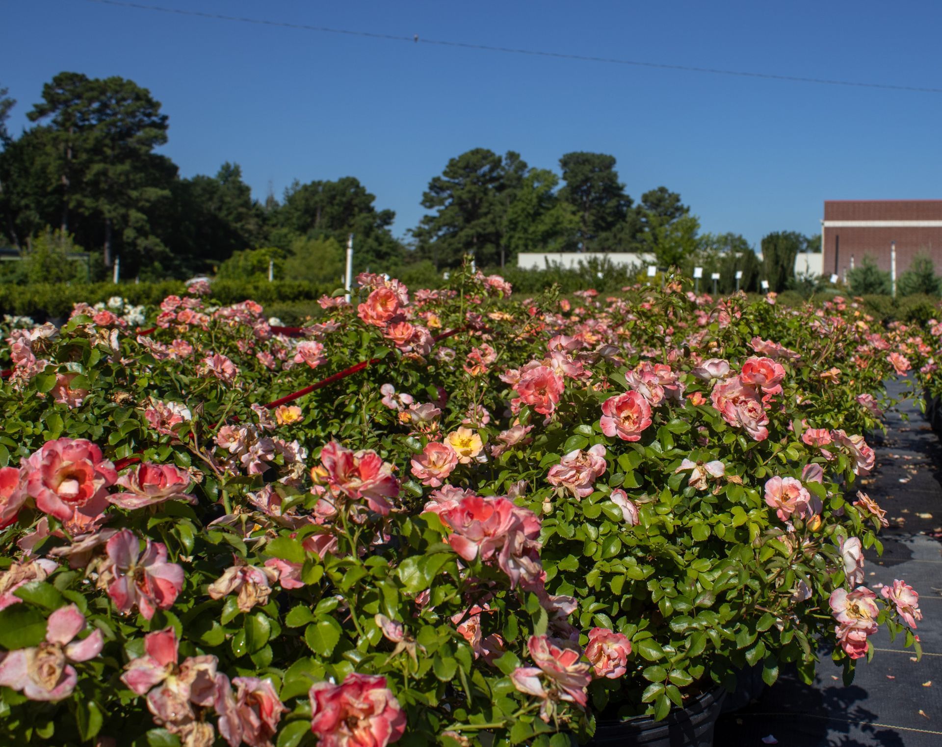 Rose garden with pink blooms under a clear blue sky, lined by trees and a building in the background