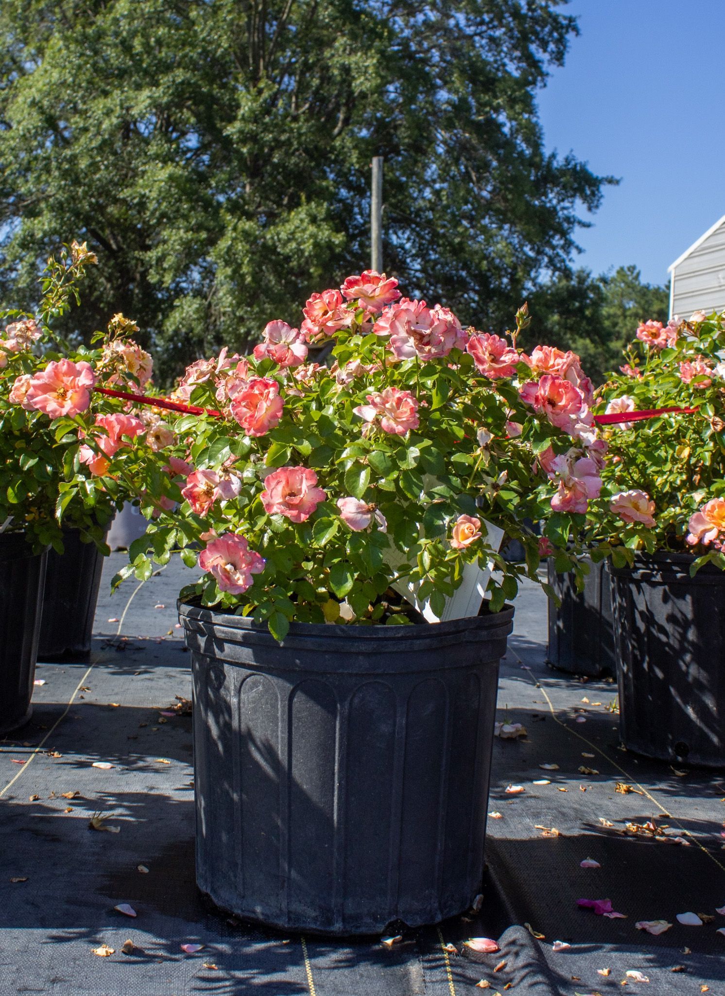 Pink flowering plant in a black nursery pot outdoors in sunlight