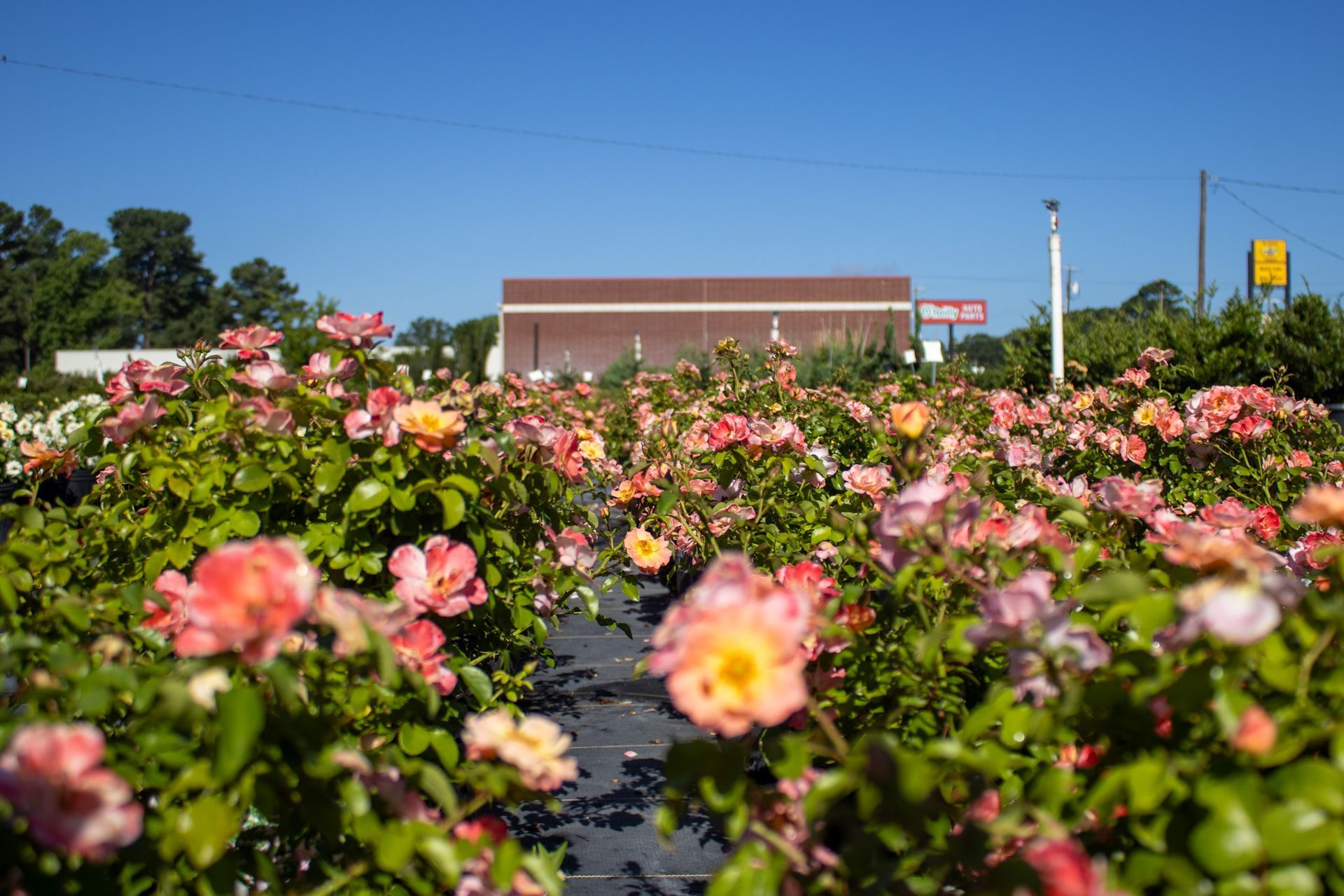 Pink and white flowers in a garden with a building and blue sky in the background
