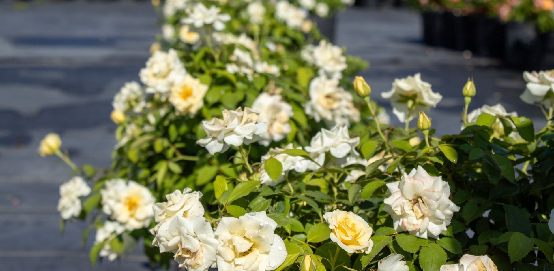 White and pale yellow roses blooming in a garden beside a blurred path
