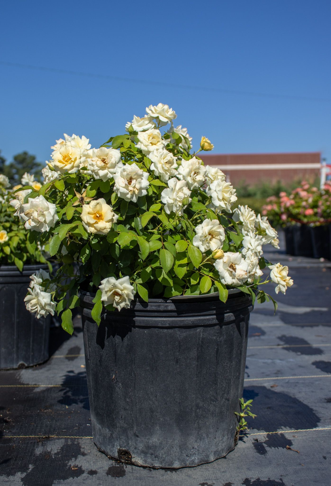 Large black planter filled with white and pale yellow flowers on a sunny outdoor rooftop.