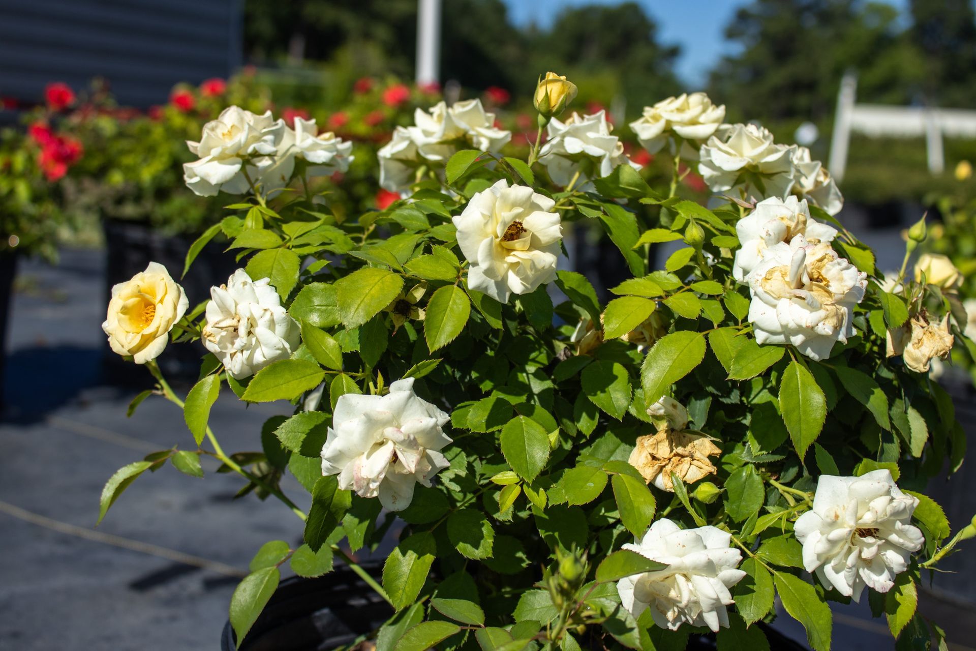 White roses blooming in a garden bed with green leaves and a blurred outdoor background