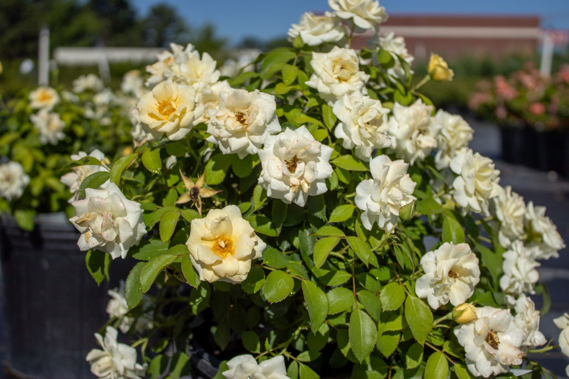 White and pale yellow roses blooming on a green bush in a garden planter