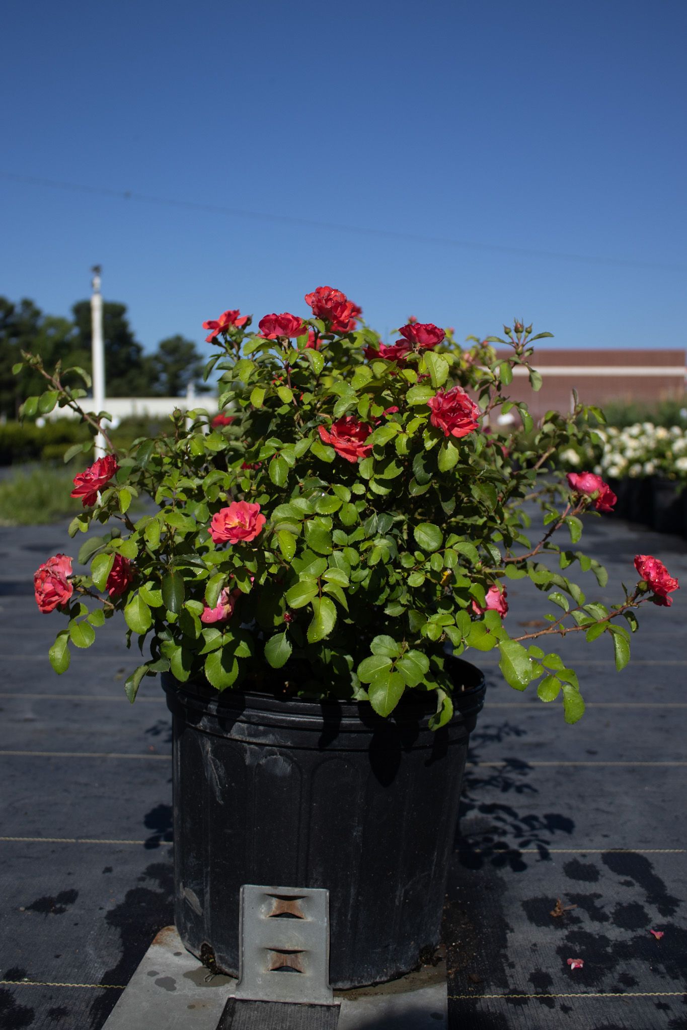 Potted red rose bush on a rooftop against a blue sky
