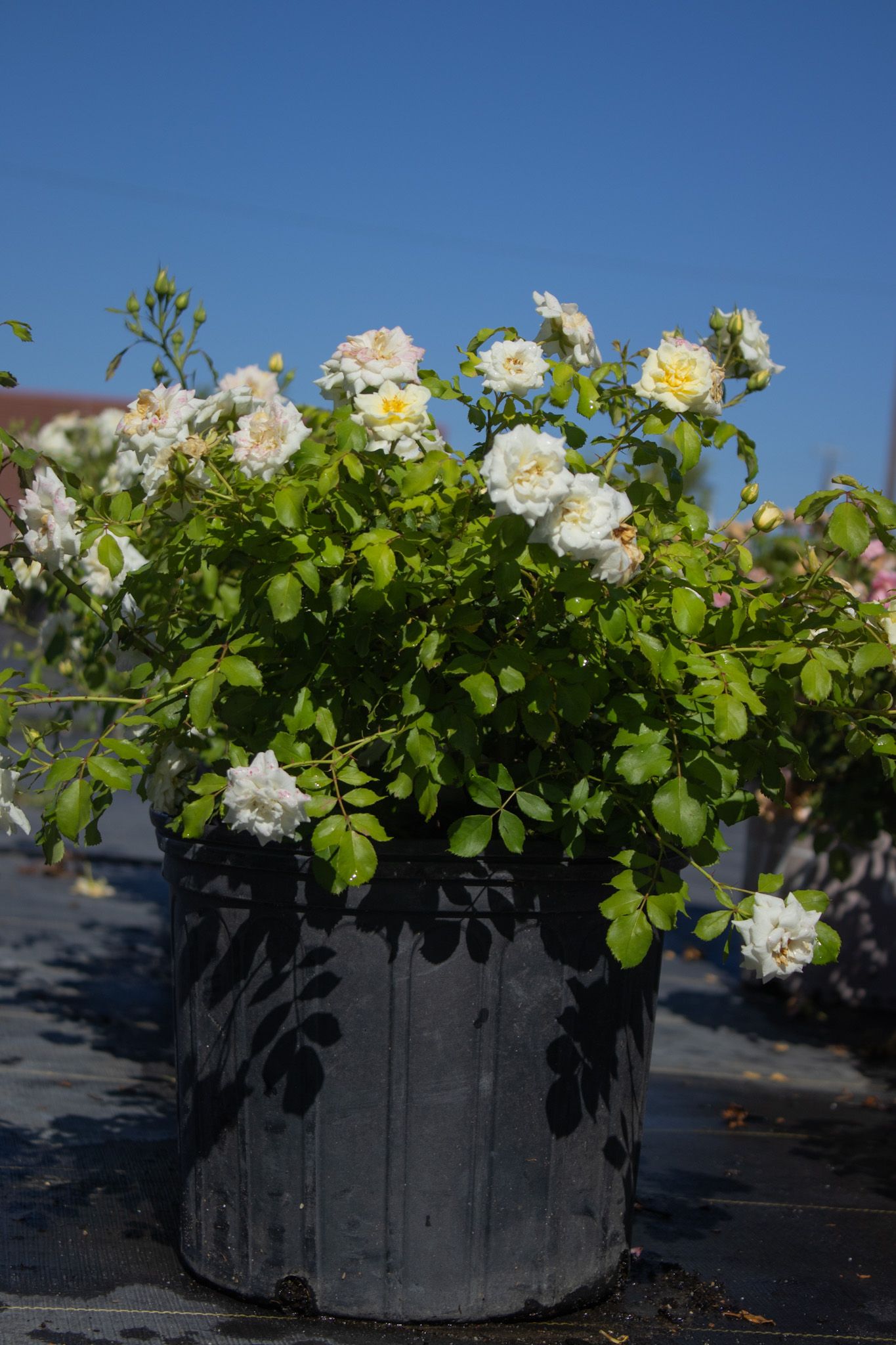 Large black planter overflowing with white and yellow flowers against a blue sky