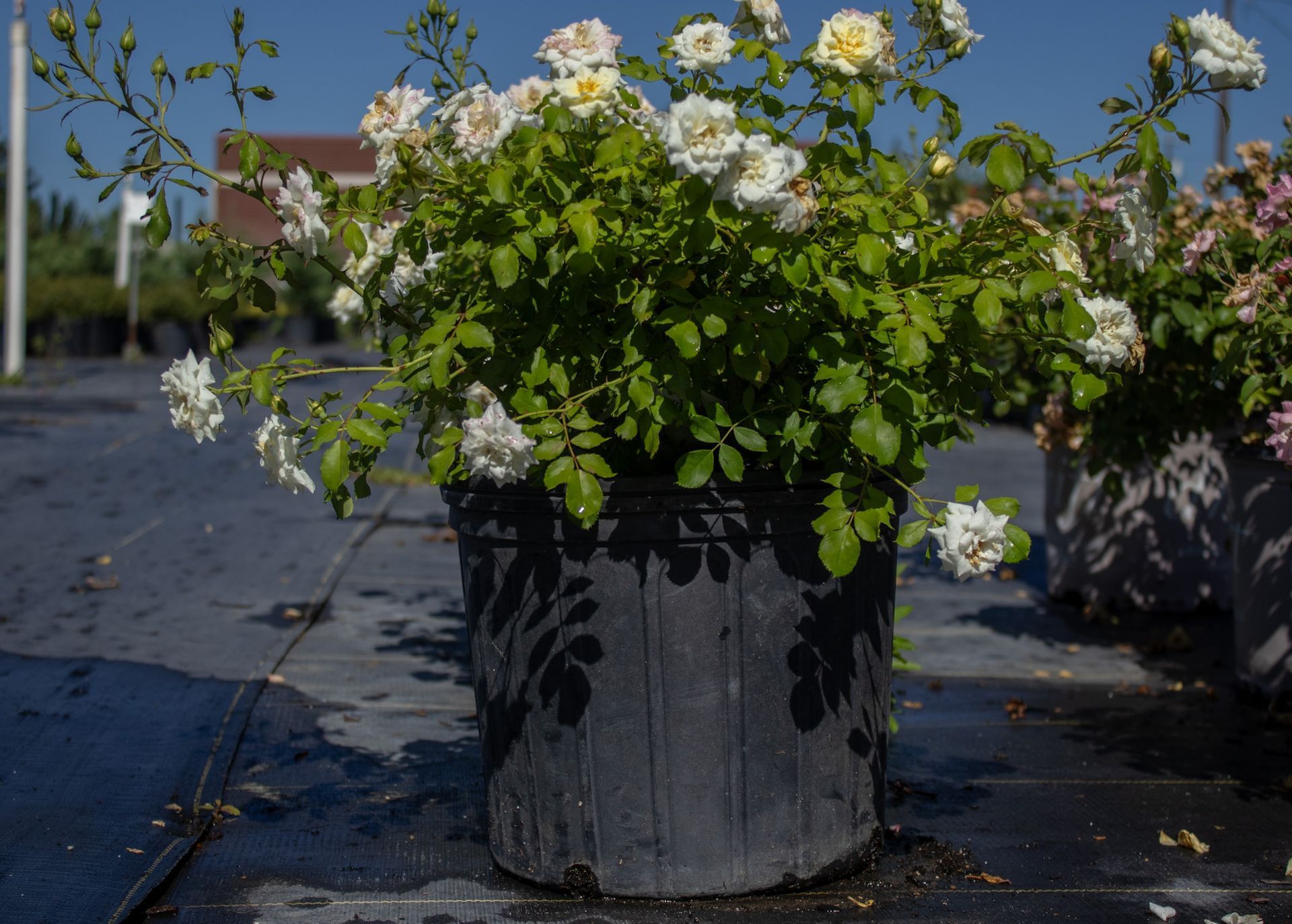 Large black planter filled with white flowers and green foliage on a sunny outdoor patio