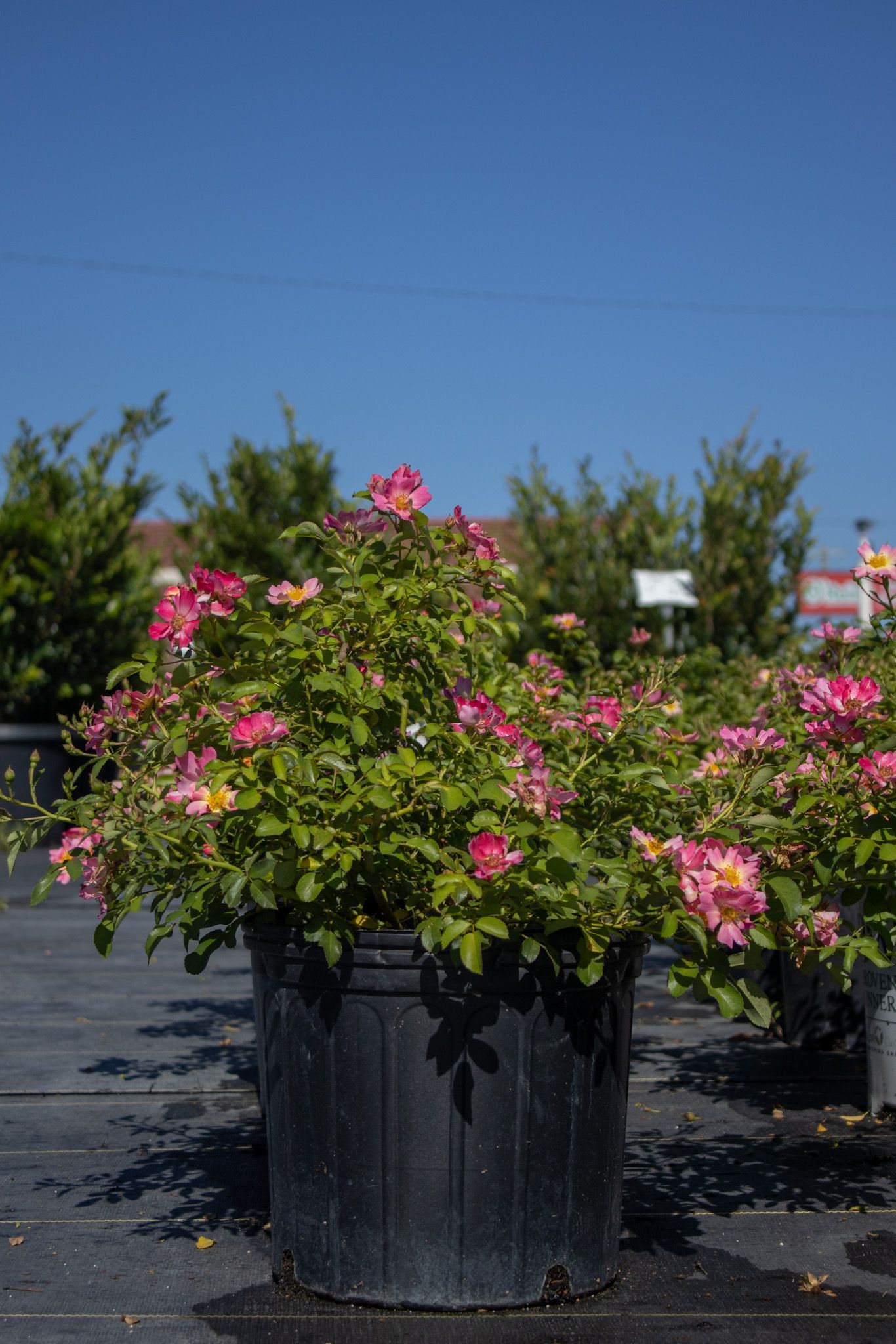 Pink flowering plant in a black nursery pot outdoors against a blue sky