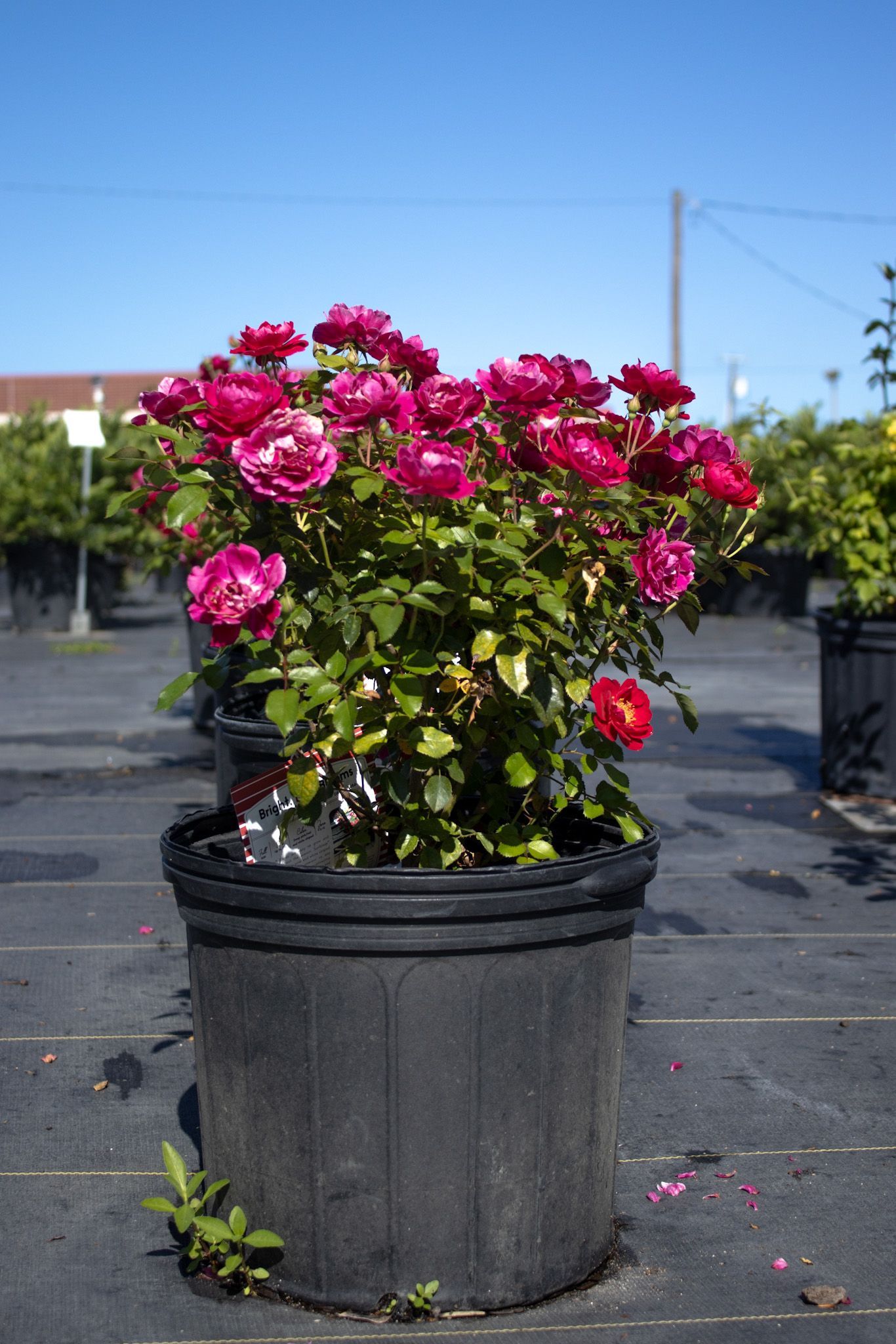 Pink flowering plant in a black pot outdoors against a blue sky.