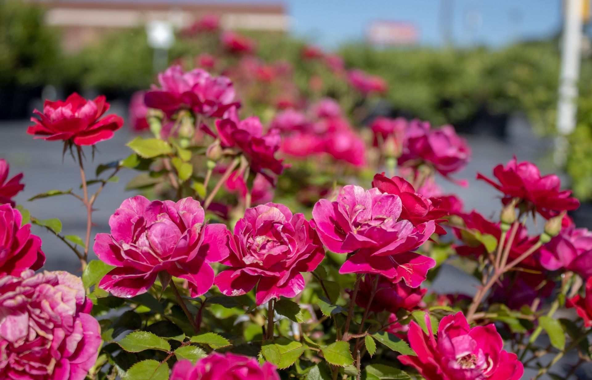 Bright pink roses blooming in a garden with blurred buildings in the background