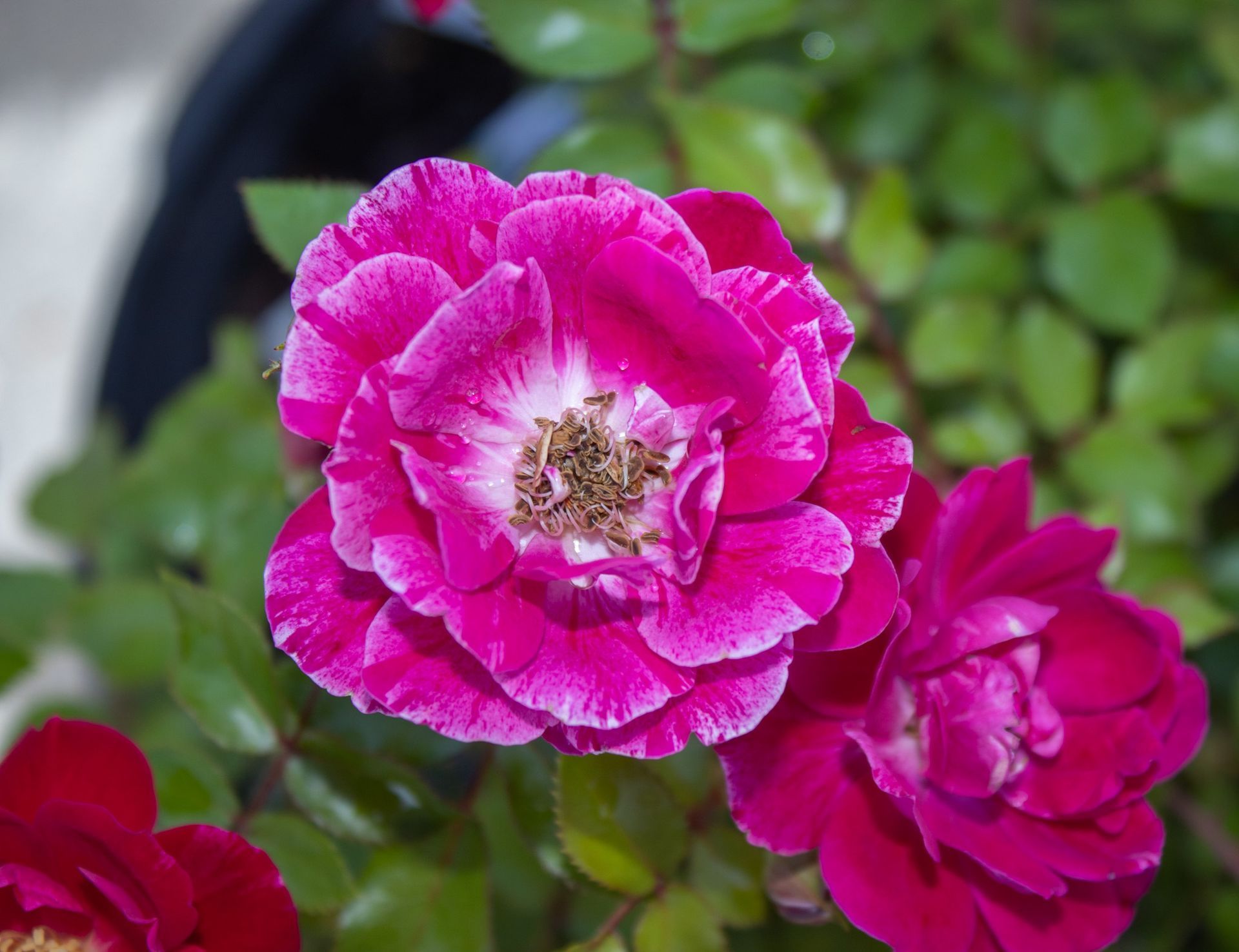 Bright pink and magenta flowers blooming against green leaves