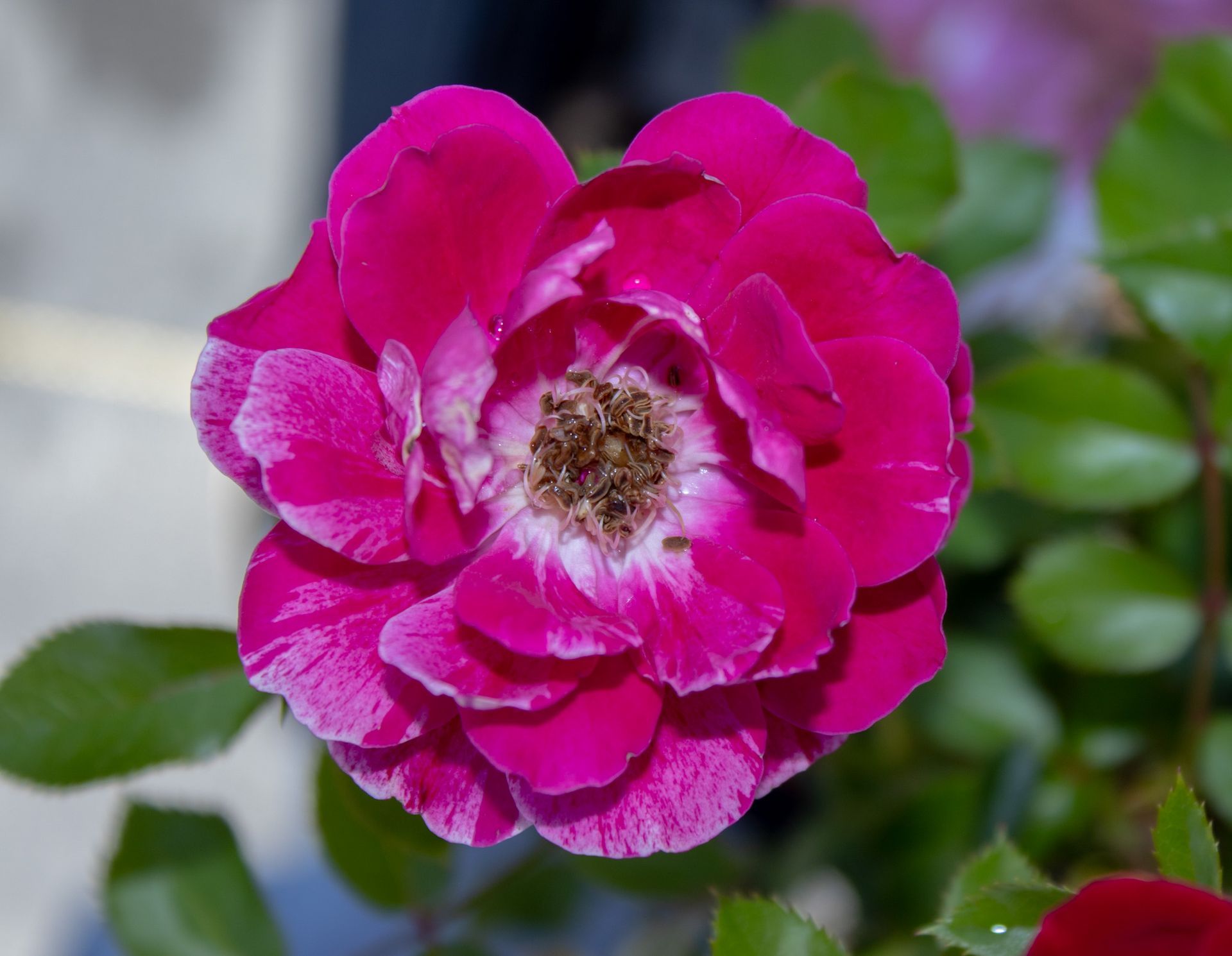 Close-up of a bright pink flower with layered petals and a pale center against green leaves