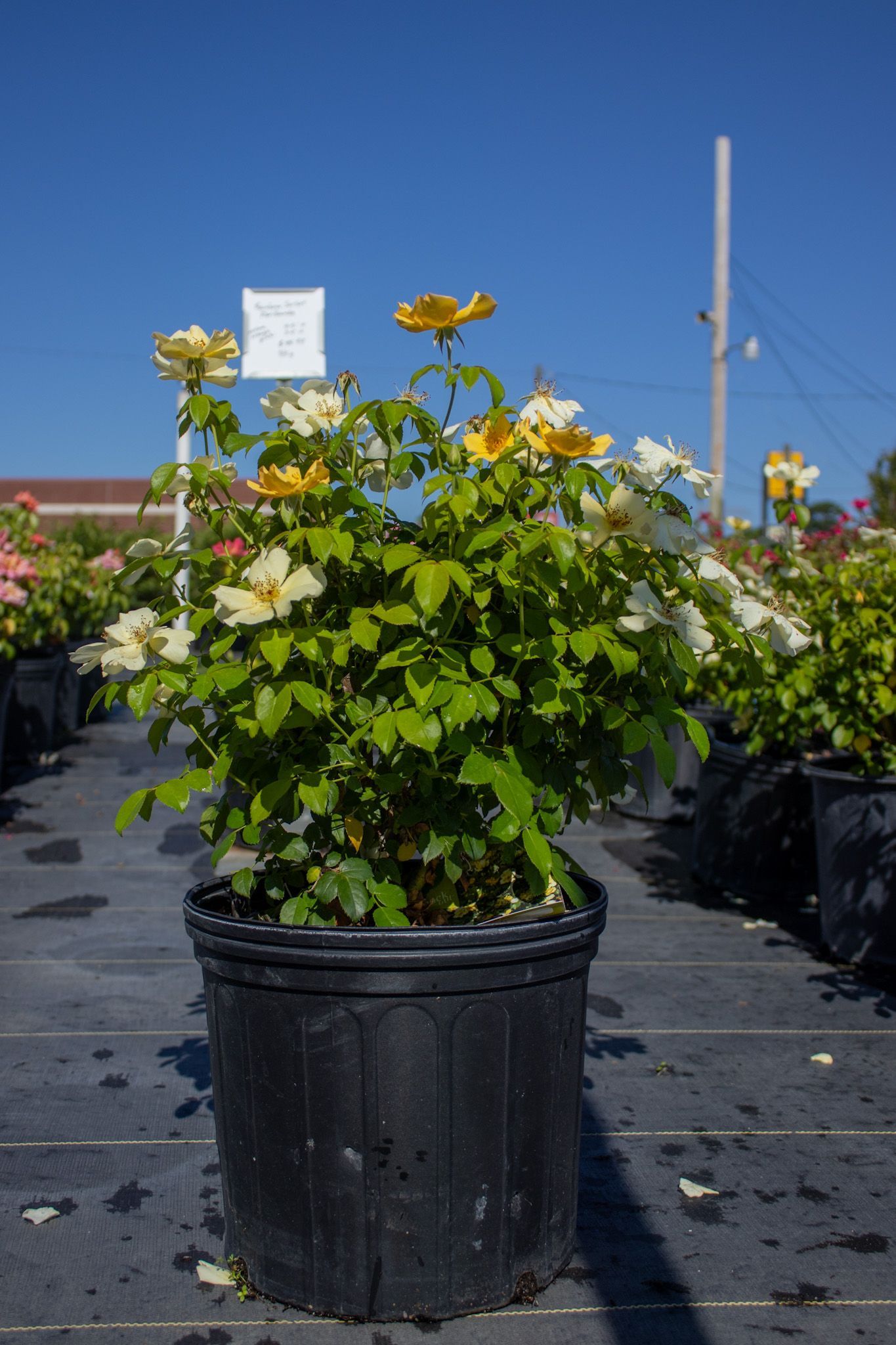 Potted yellow-flowering shrub in a black nursery container outdoors under a clear blue sky