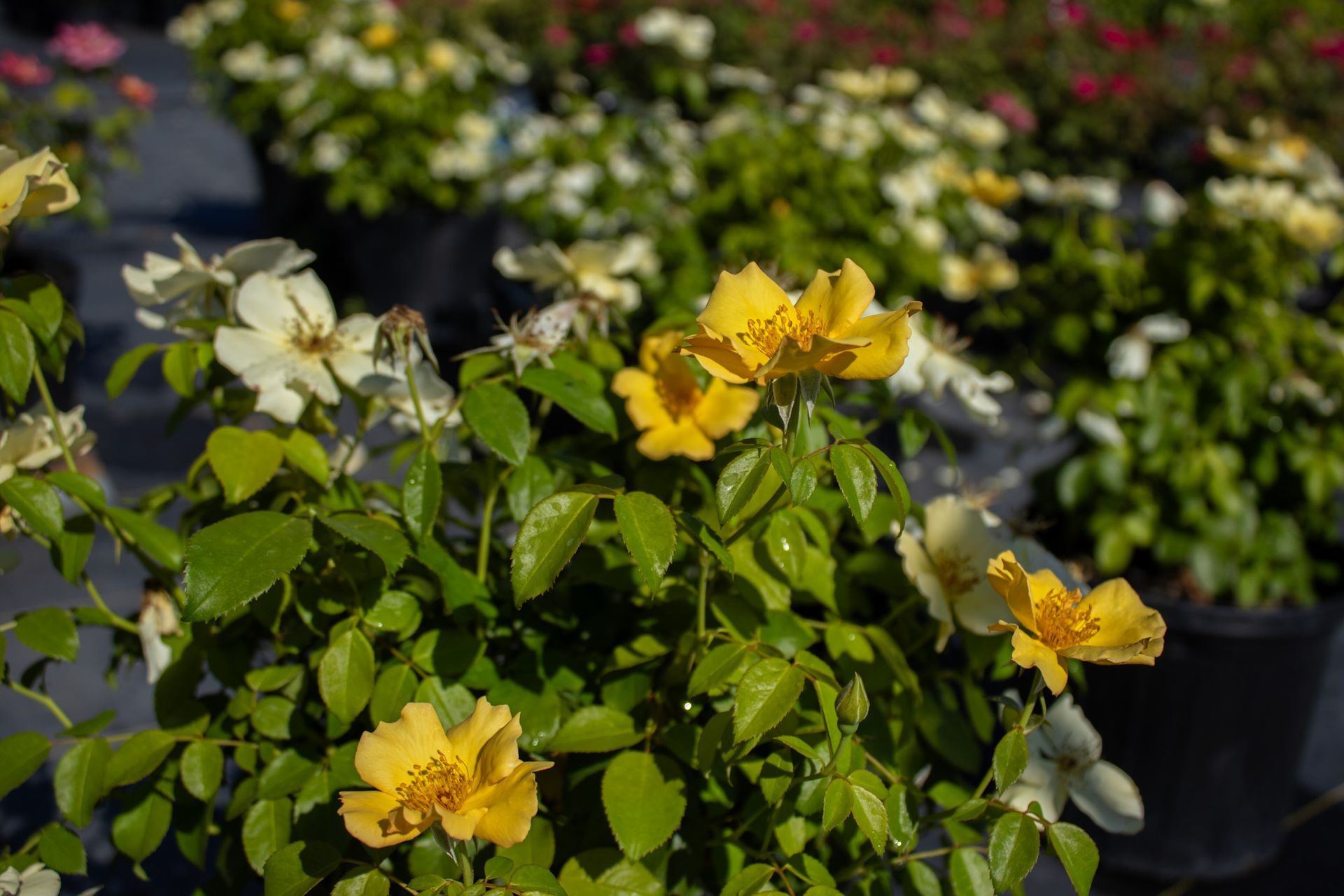 Yellow and white flowers blooming in black pots in a sunny garden nursery
