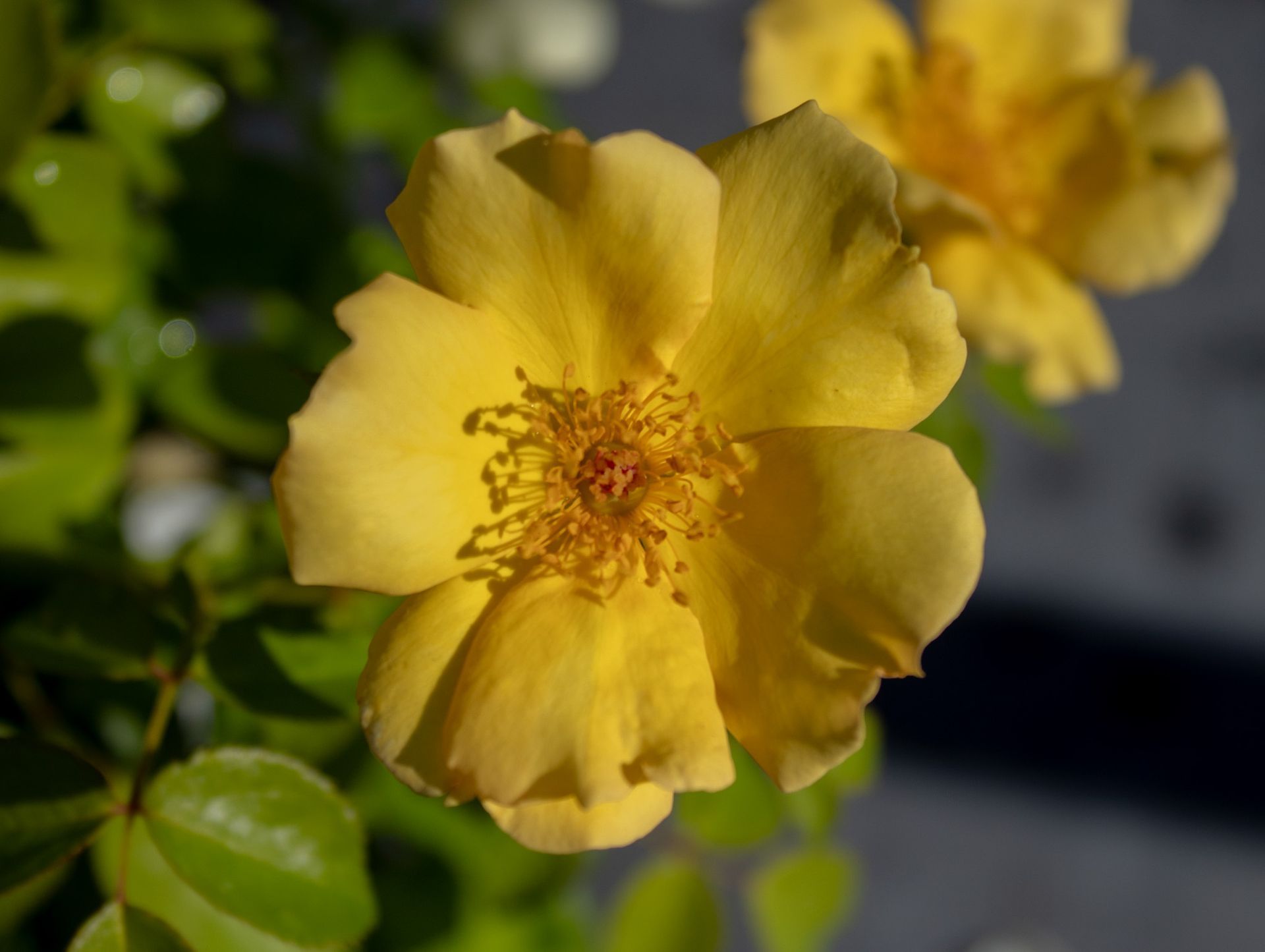 Yellow flower with a detailed center and green leaves in soft sunlight