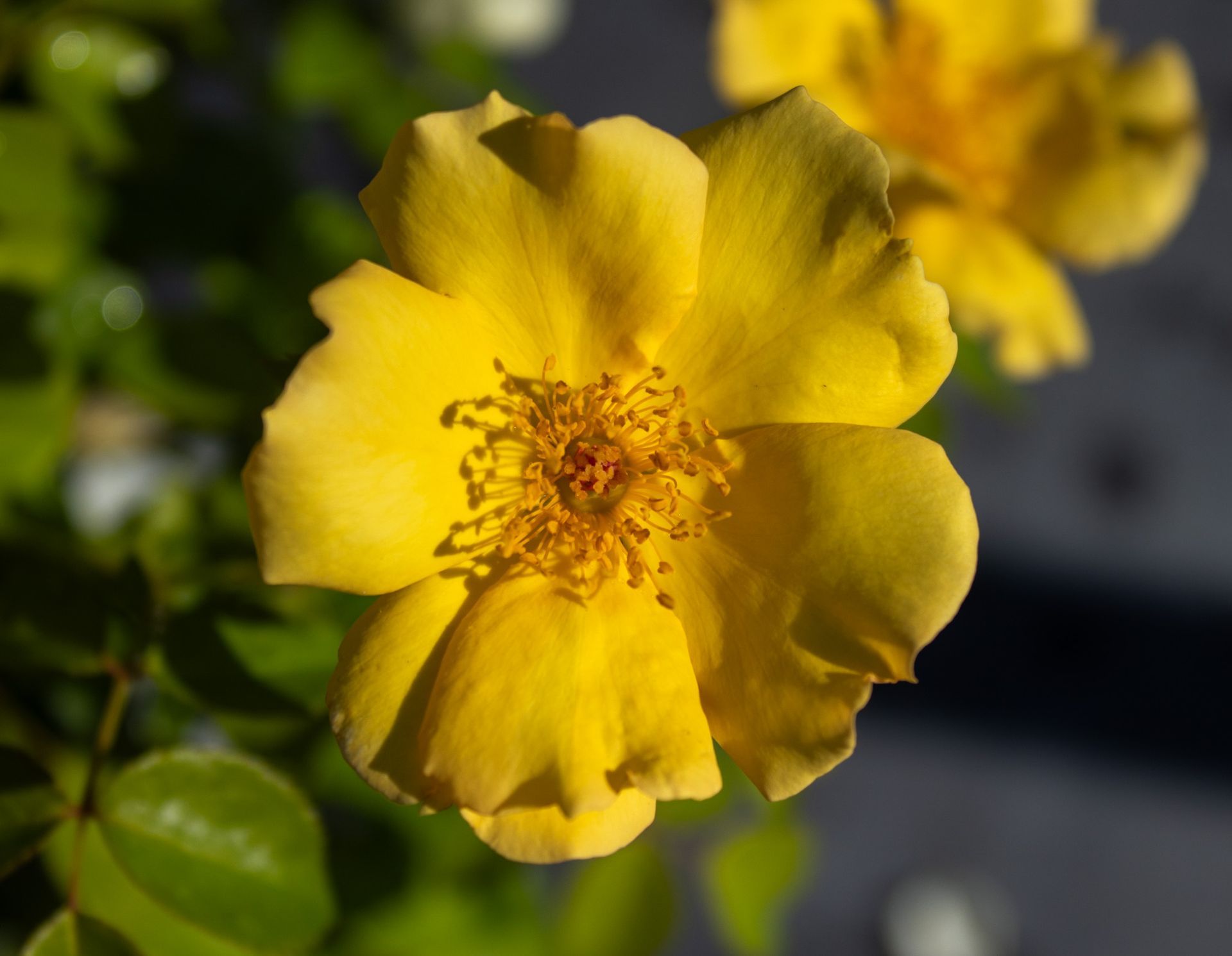 Yellow flower in bloom with green leaves, photographed close up in sunlight.