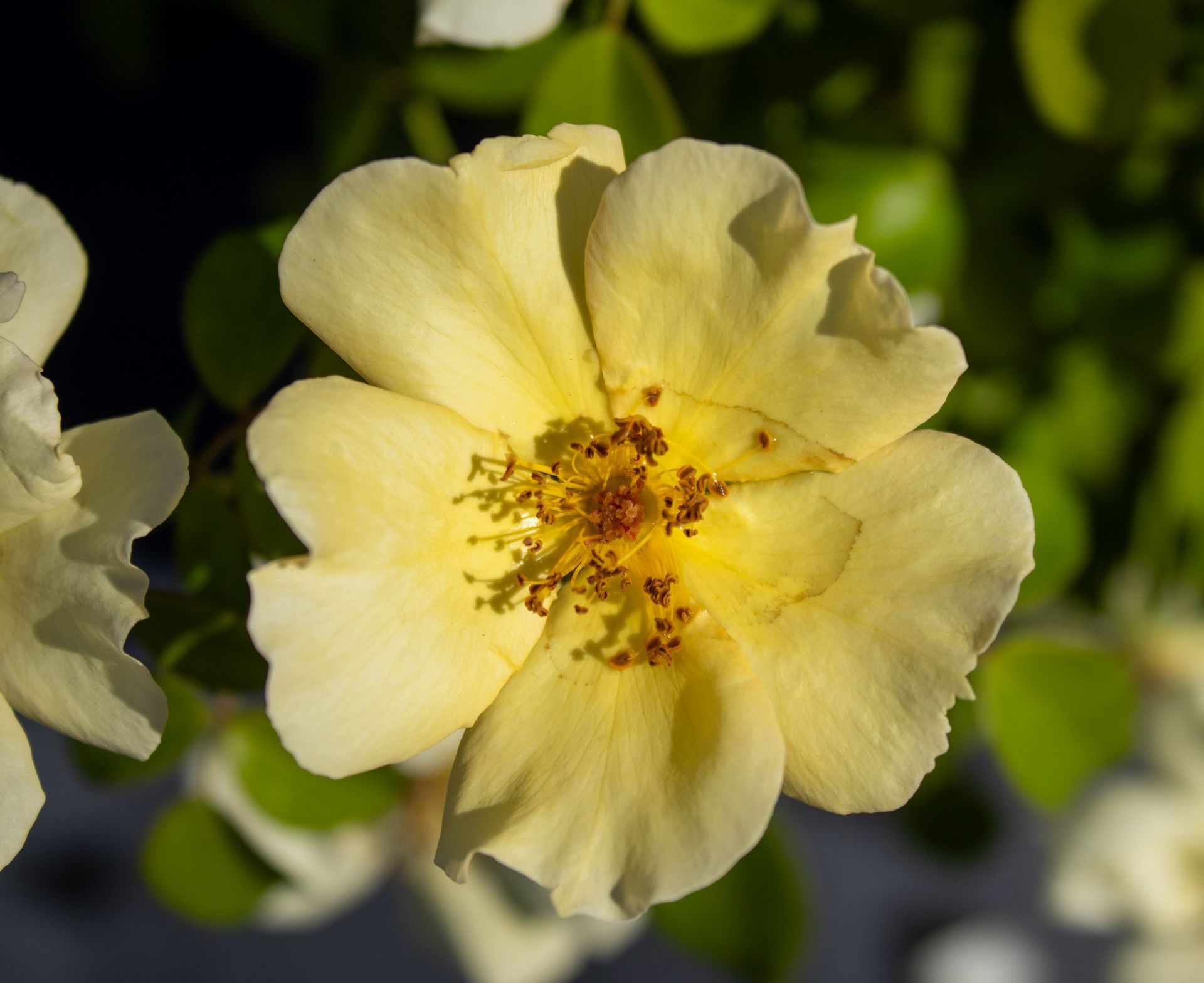 Close-up of a pale yellow flower with a golden center against a blurred green background