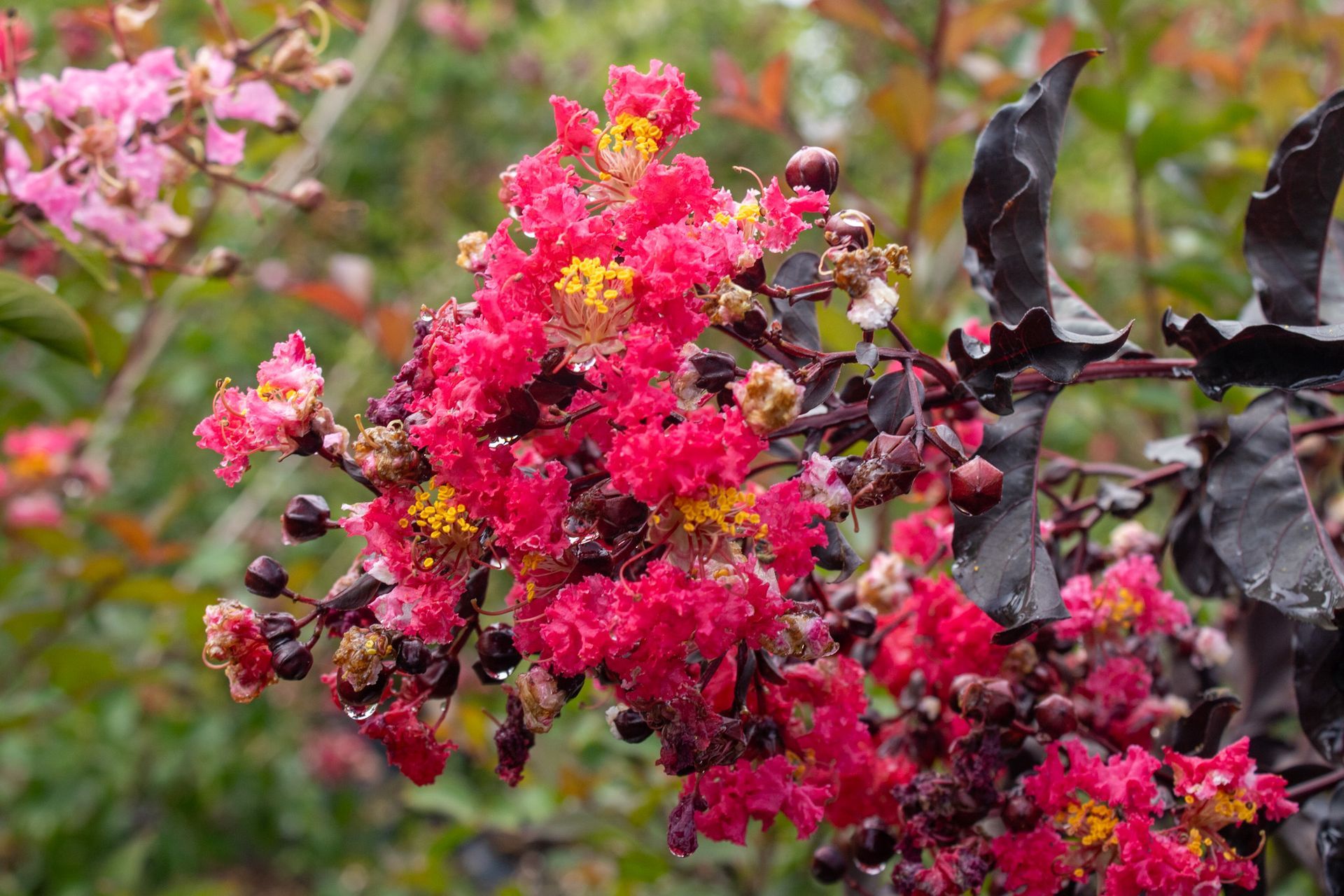 Bright pink flowers blooming on a branch with dark leaves against a blurred garden background