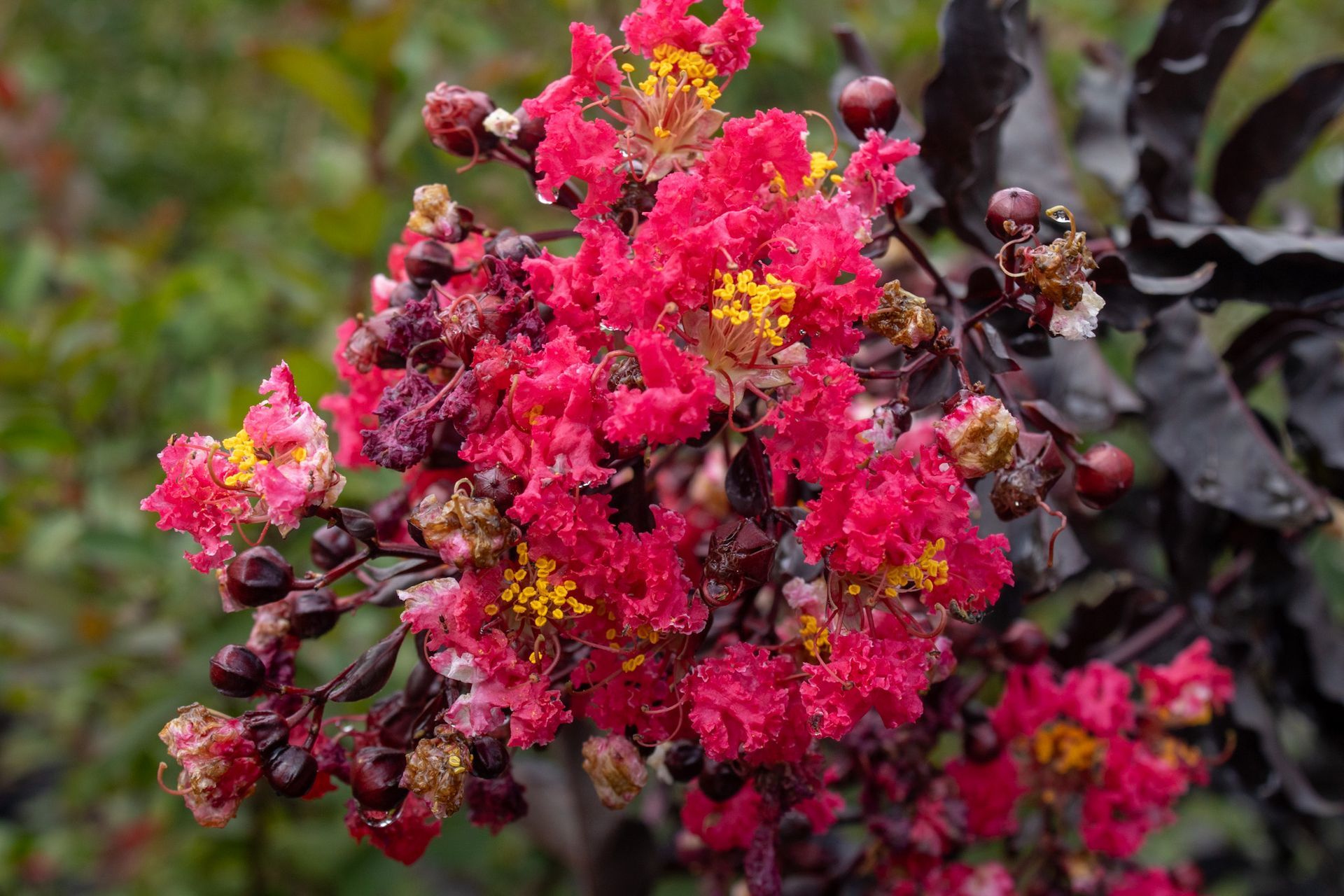 Bright pink crepe myrtle blossoms among dark green leaves