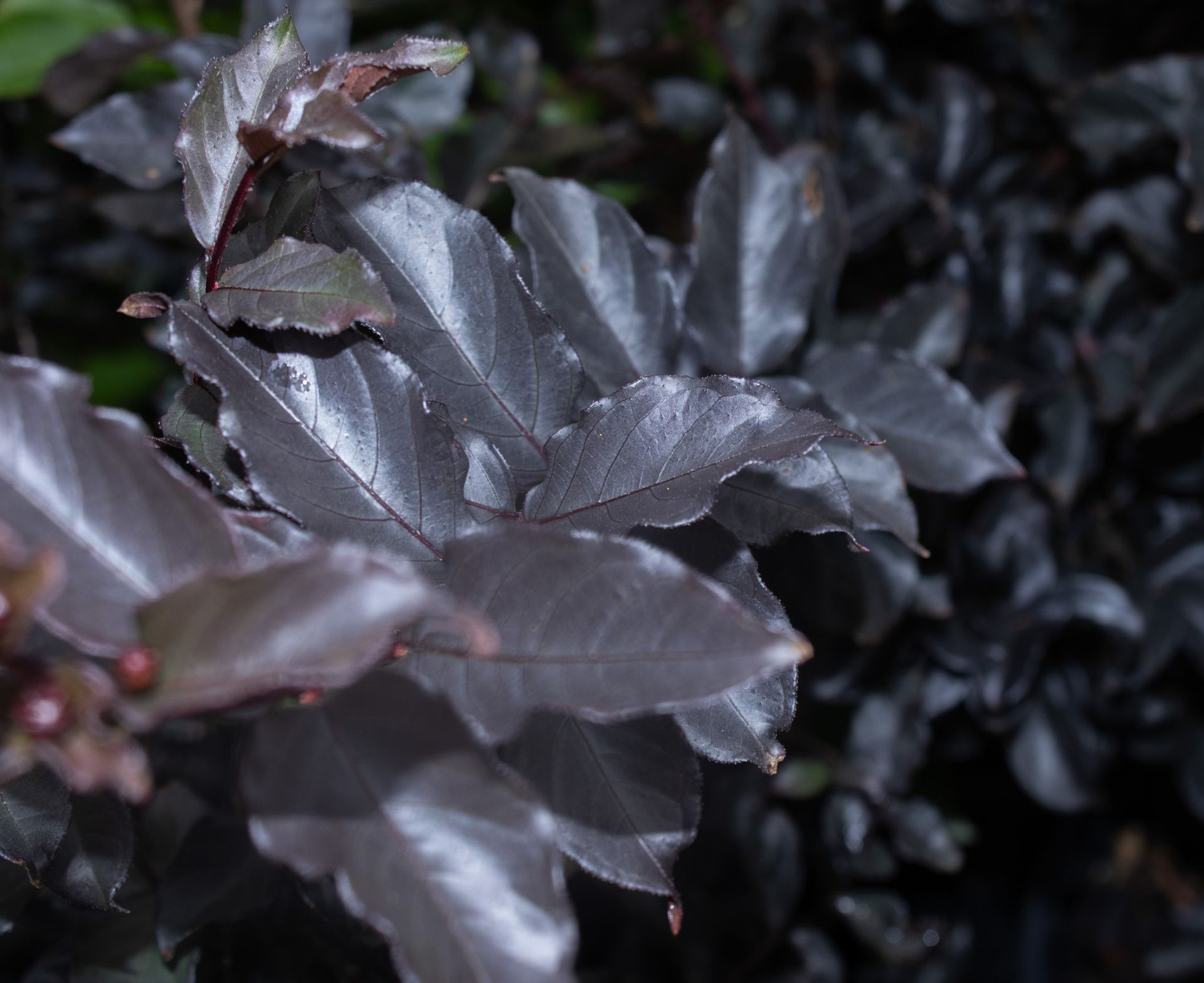 Close-up of dark green and purple glossy leaves on a plant