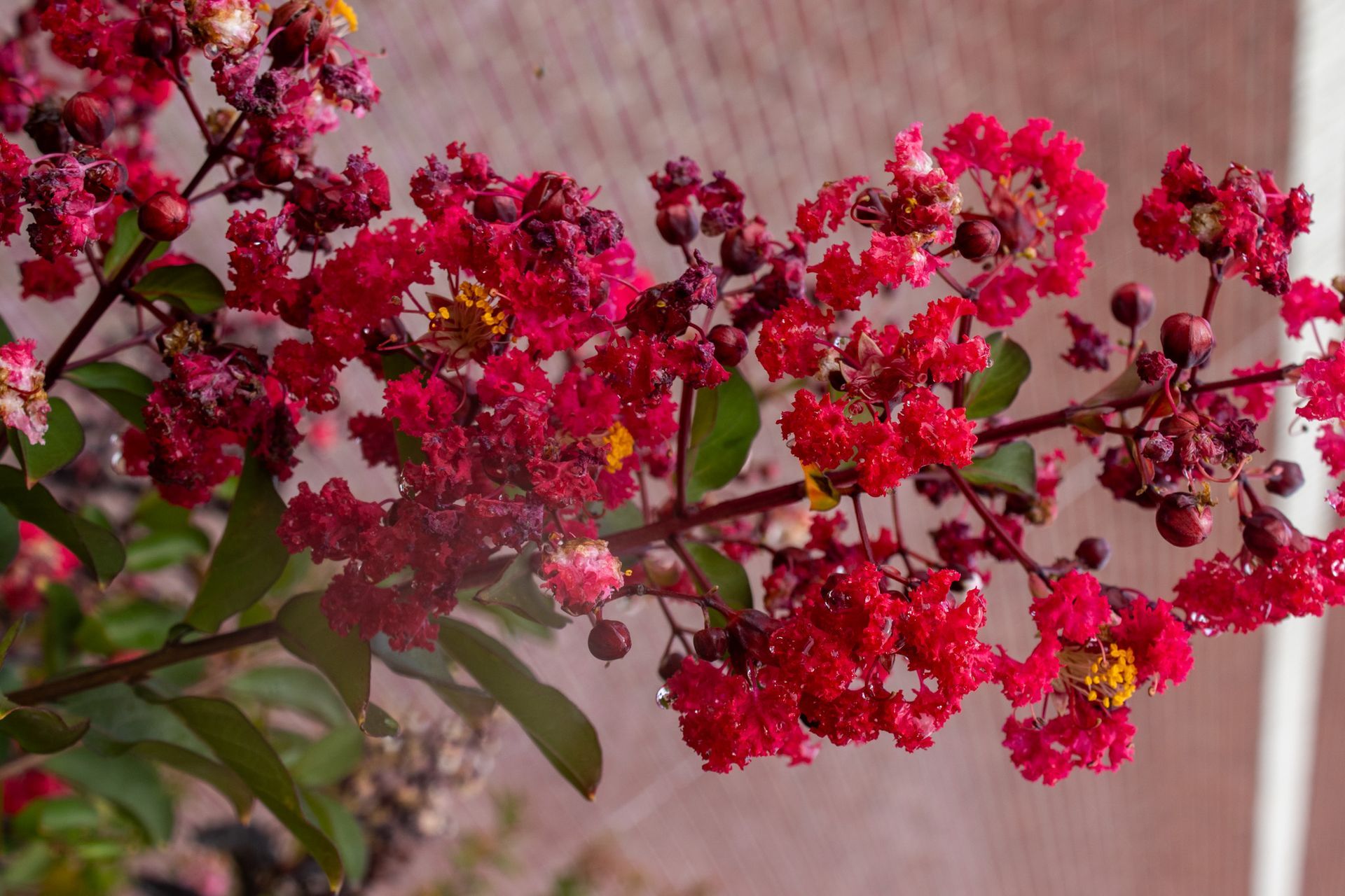 Bright pink crepe myrtle blossoms on leafy branches against a blurred wall