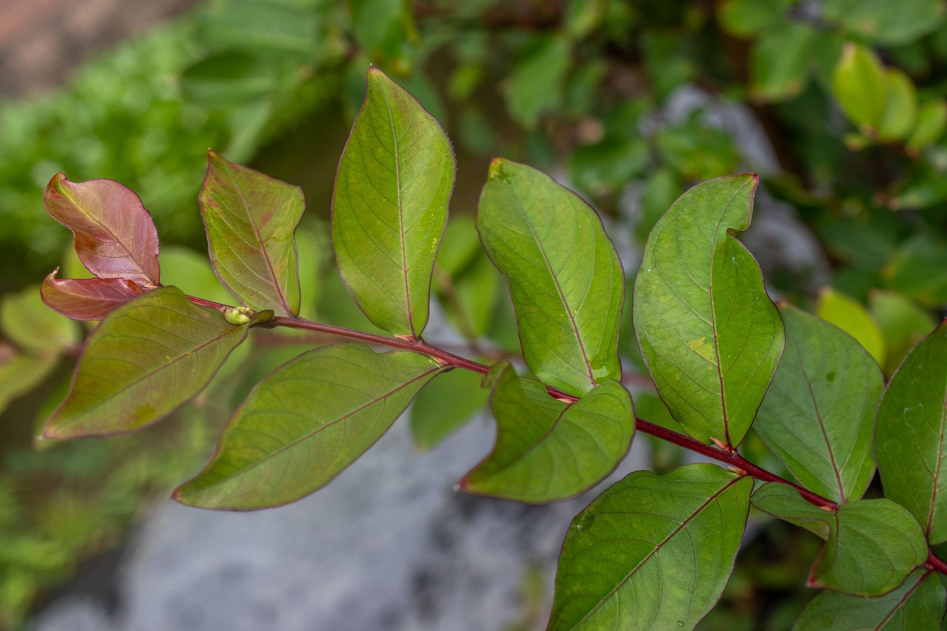 Close-up of a green leafy branch with new reddish leaves against a blurred gray background