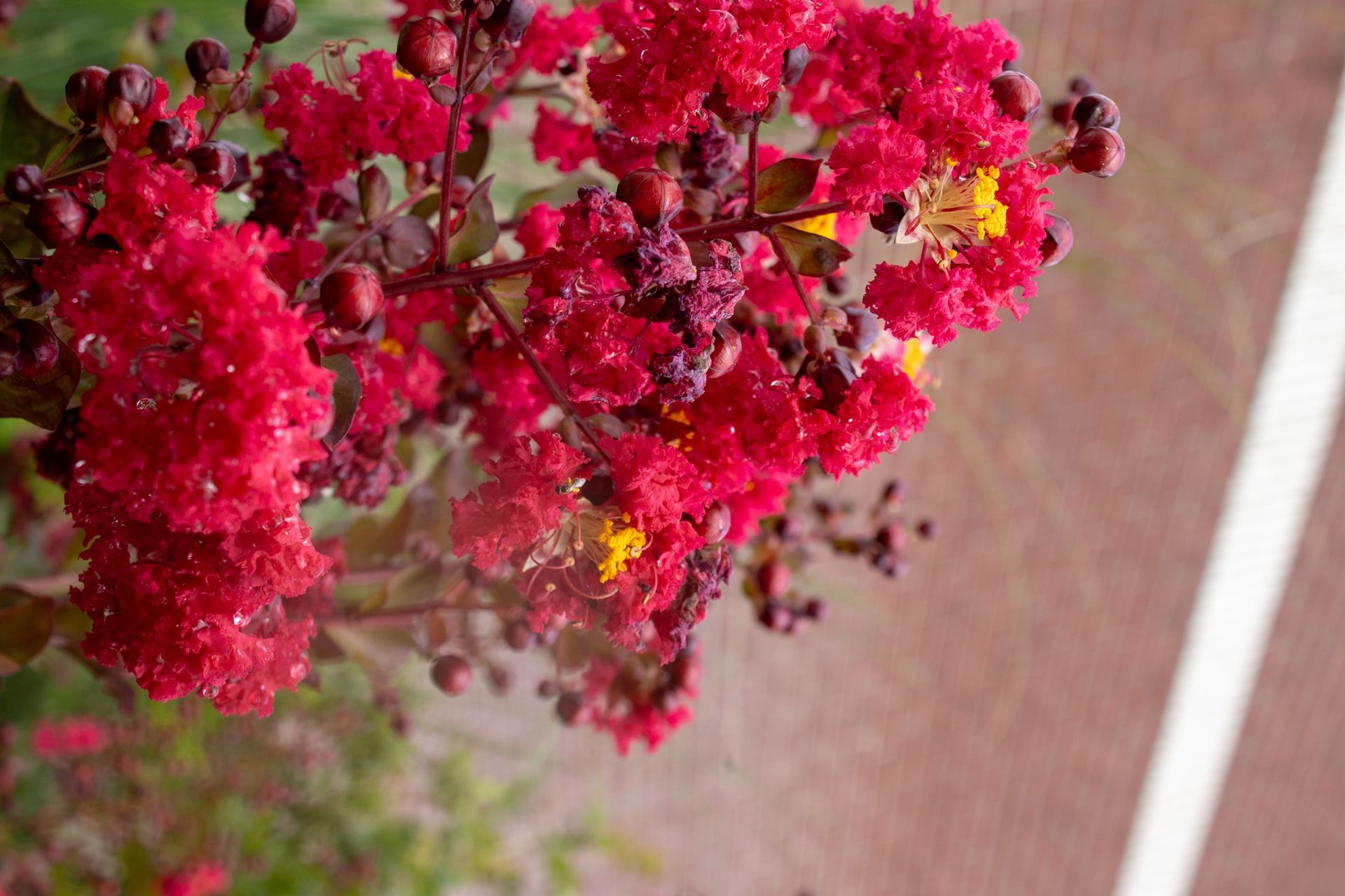 Bright pink flowers on a branch against a blurred brick background