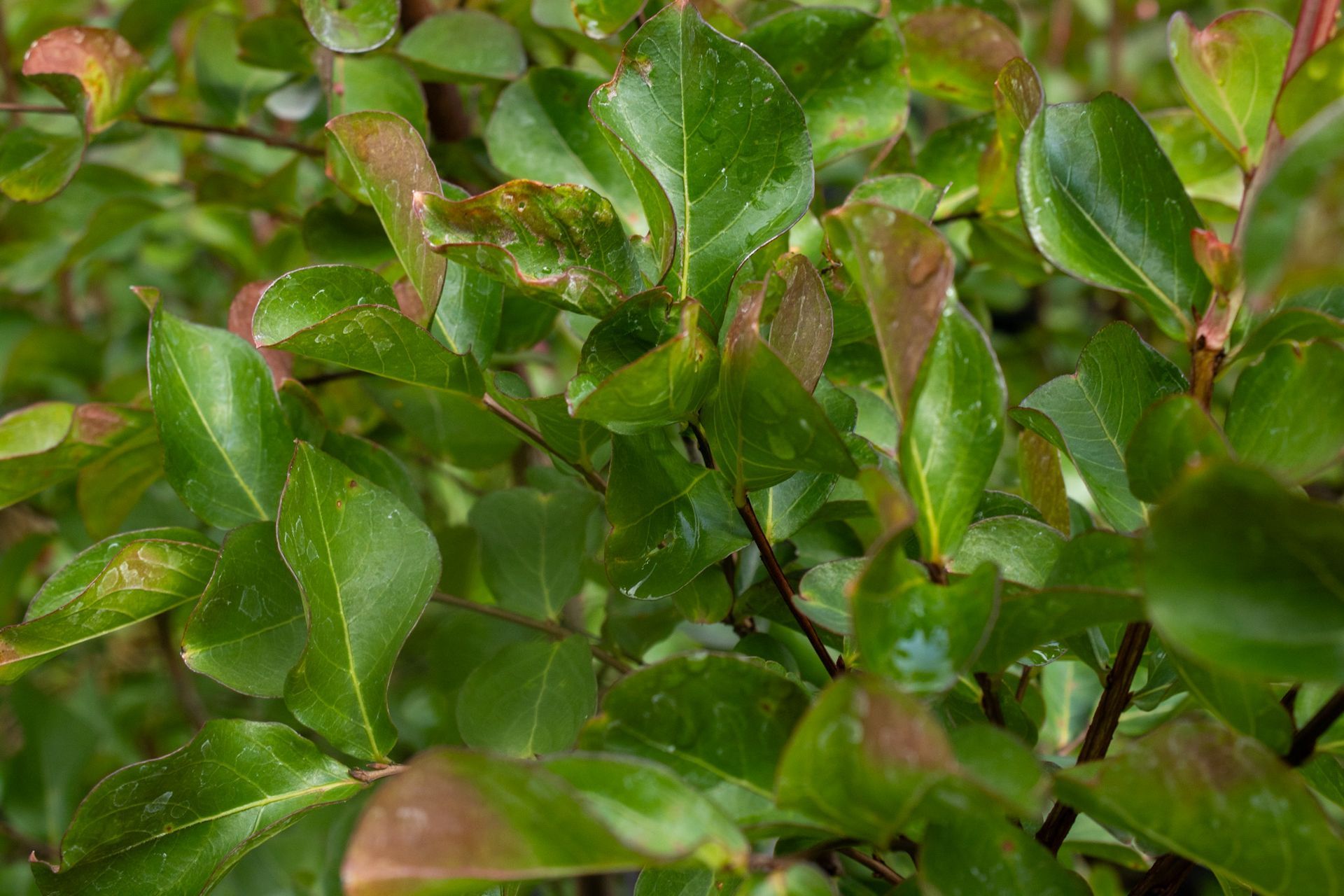 Green leaves with reddish new growth on a dense shrub close-up