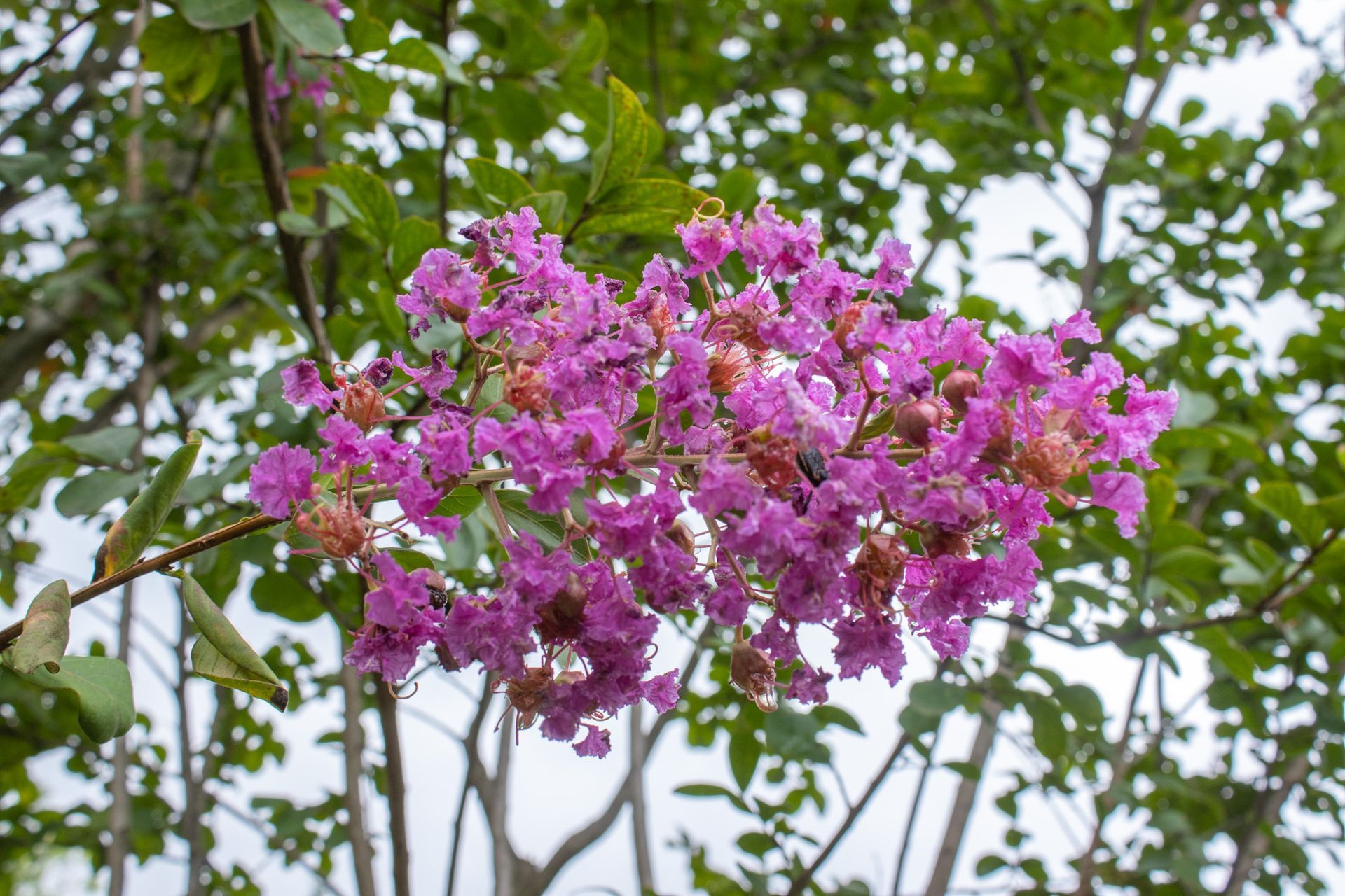 Pink crepe myrtle blossoms on a tree branch against a leafy background