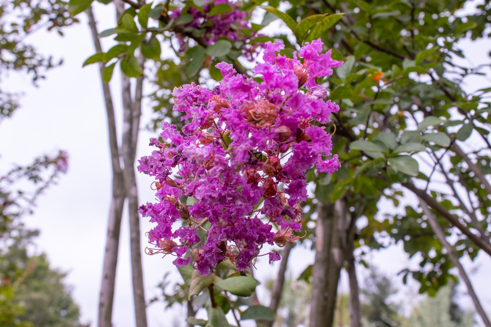 Bright pink flowers blooming on a tree branch against a blurred outdoor background