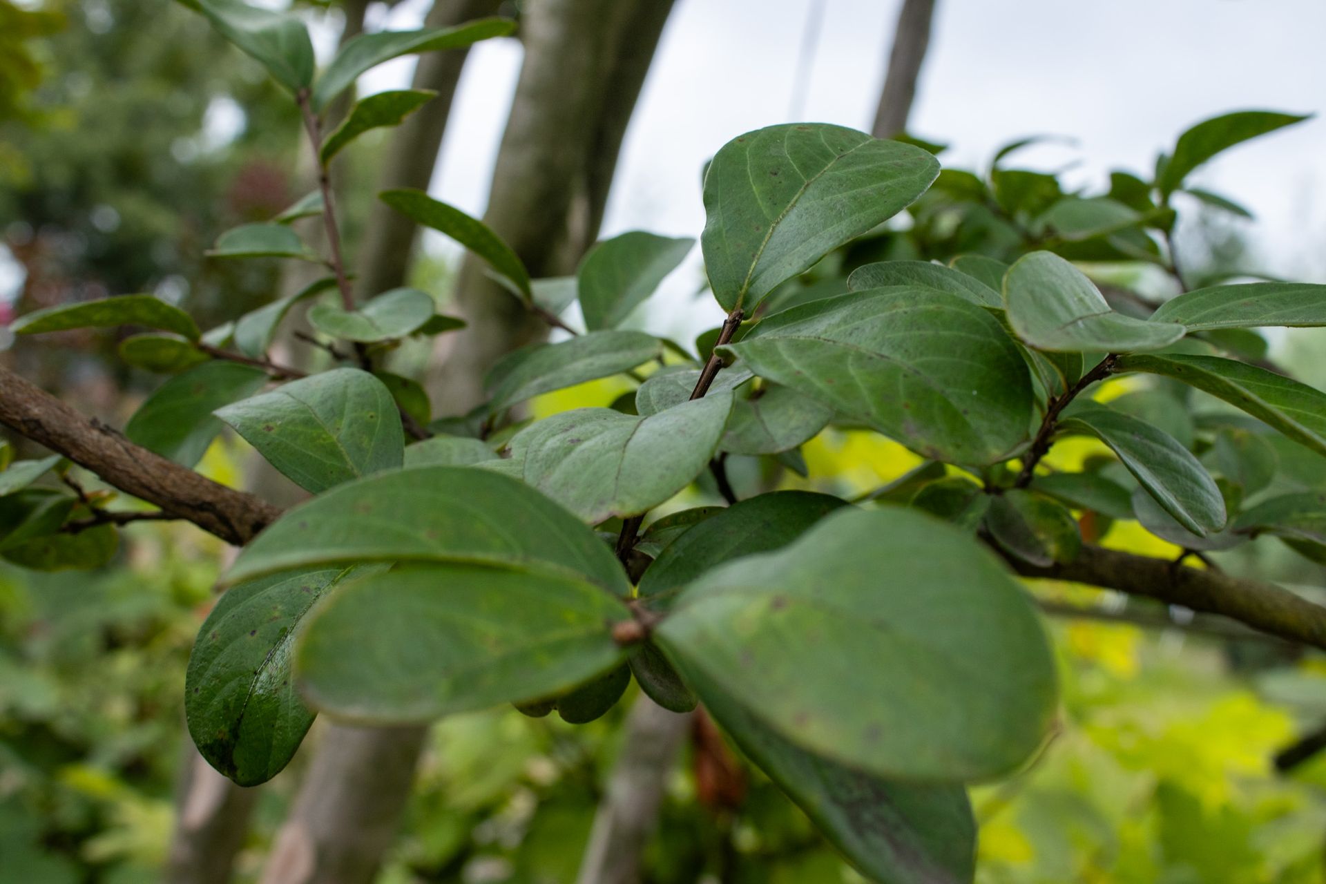 Close-up of green leaves on a plant with branches in soft focus background