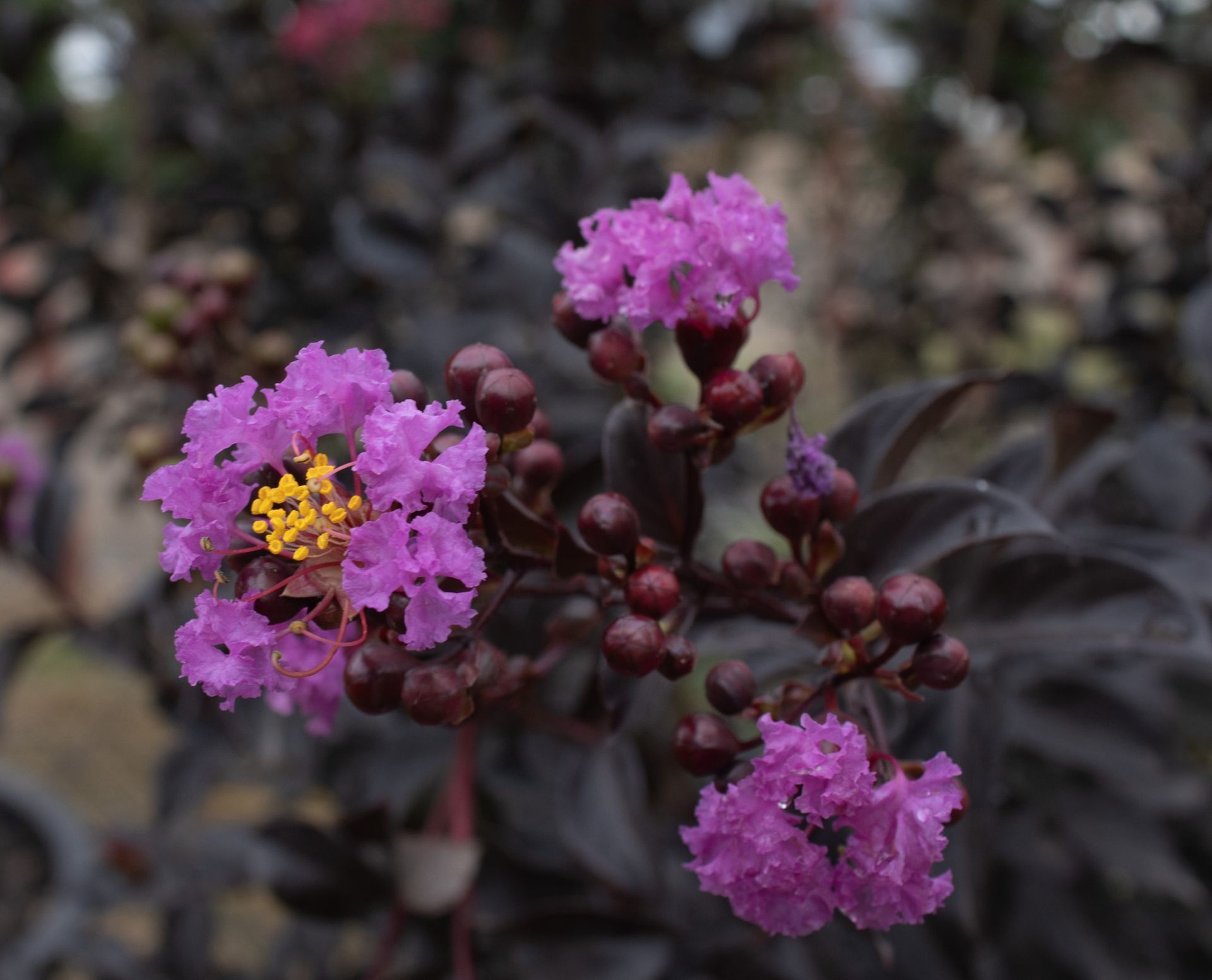 Purple flowers with yellow centers and dark buds against dark foliage