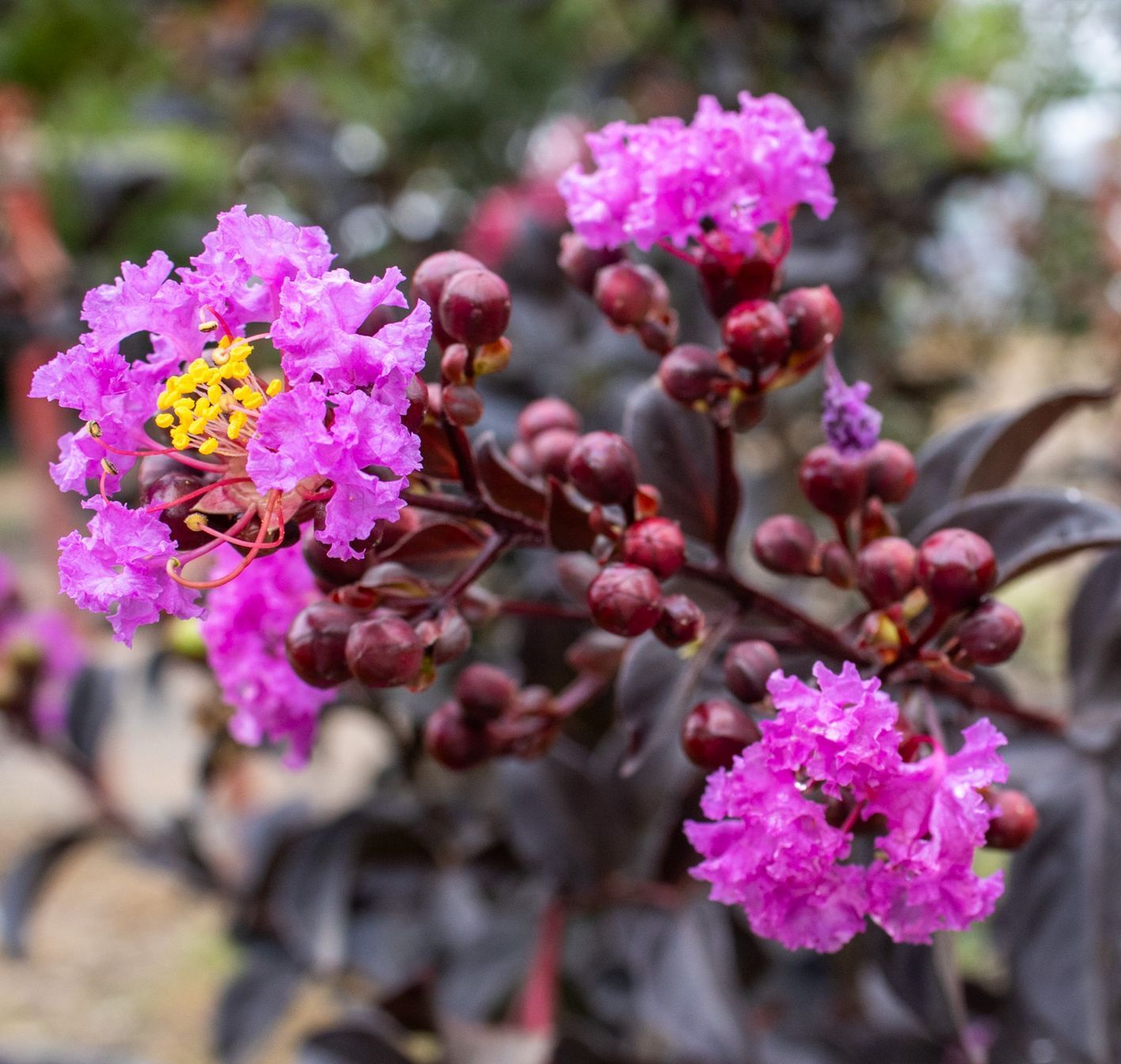 Bright pink crepe myrtle flowers and buds on dark foliage in a garden close-up