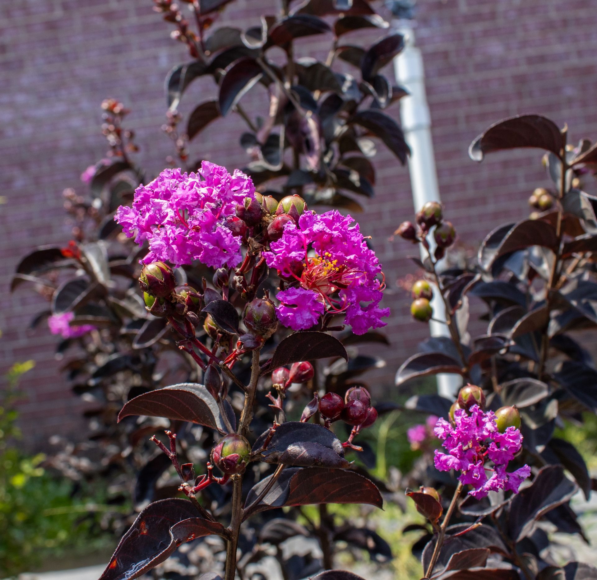 Bright pink flowers bloom on a dark-leaved shrub against a brick wall.
