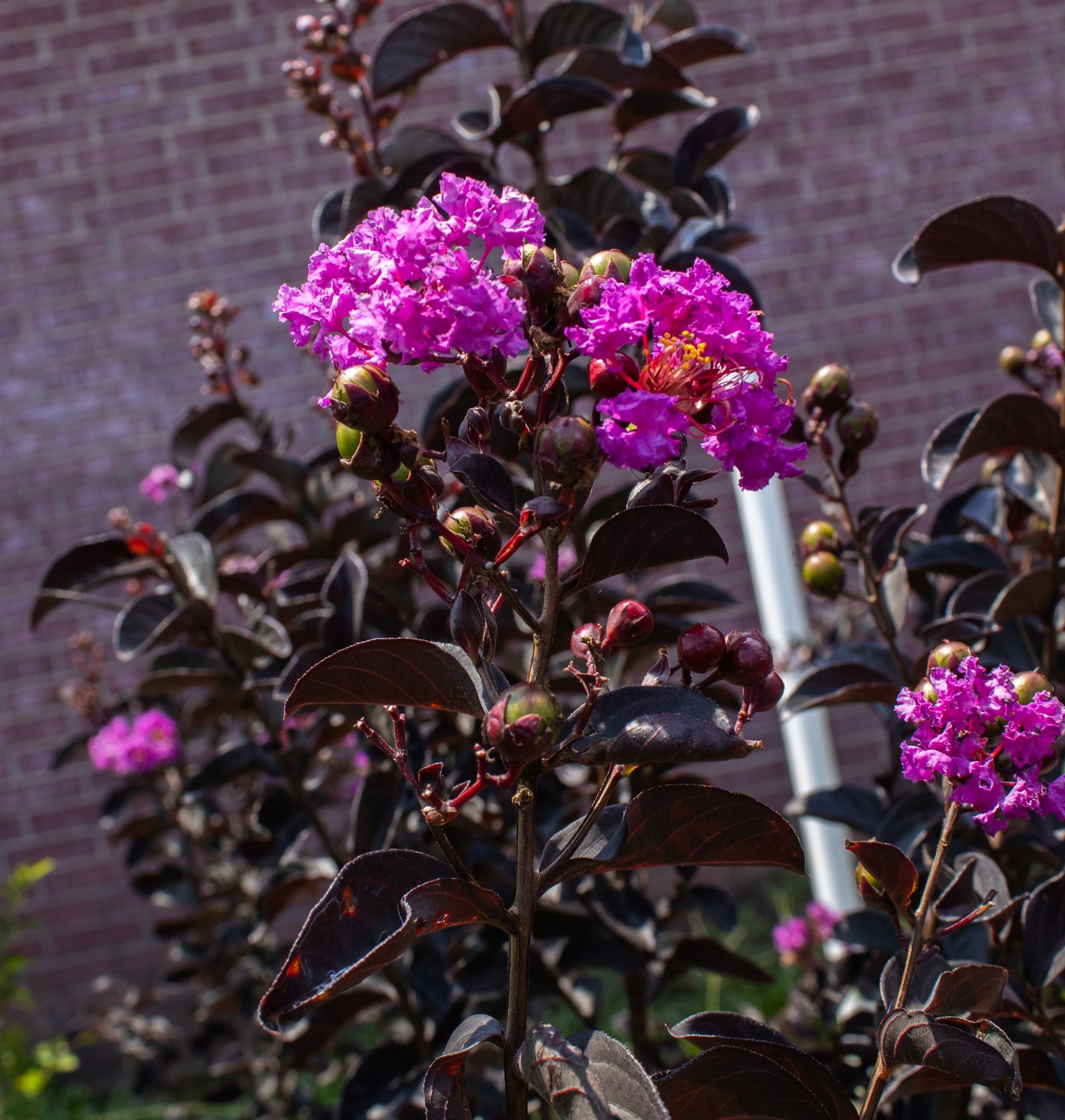 Dark-leaved shrub with bright pink blossoms in front of a brick wall