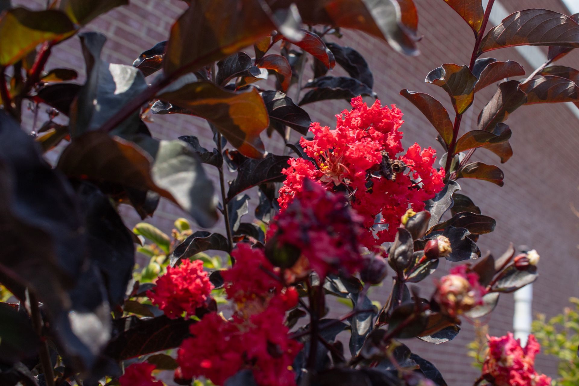 Red flowering shrub with dark purple leaves in sunlight