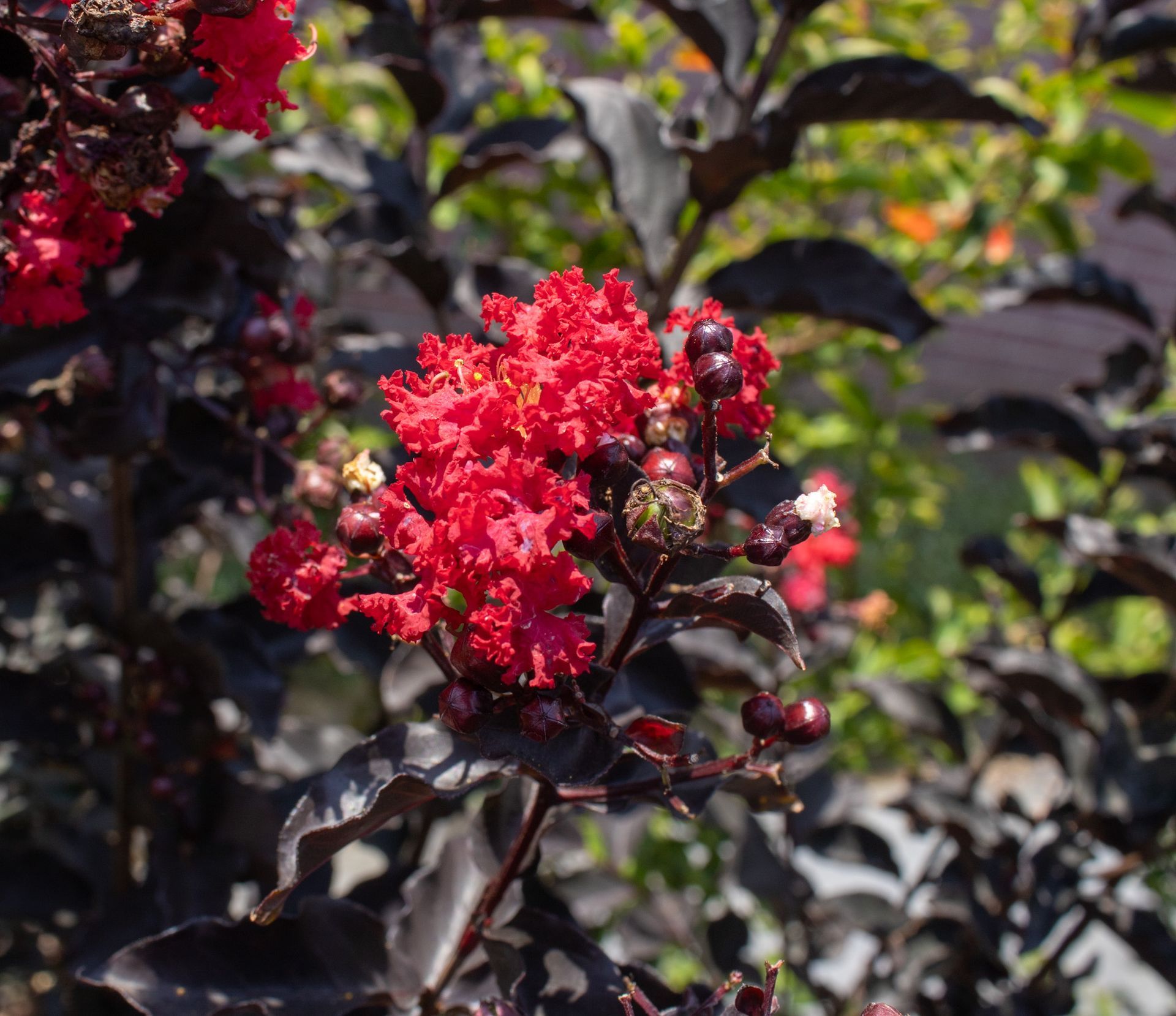 Bright red flowers on a dark-leaved shrub in a sunlit garden