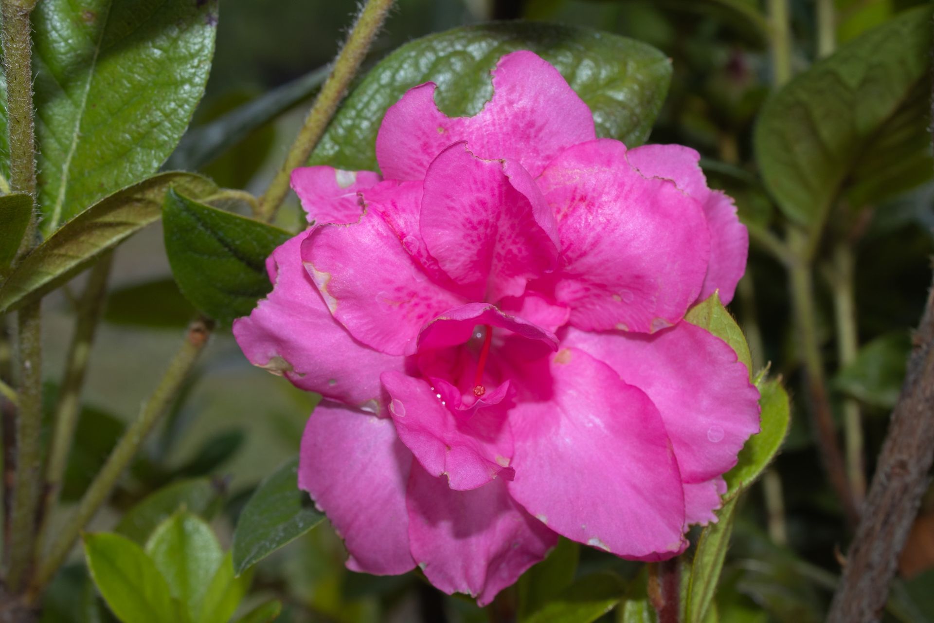 Bright pink flower in bloom среди green leaves