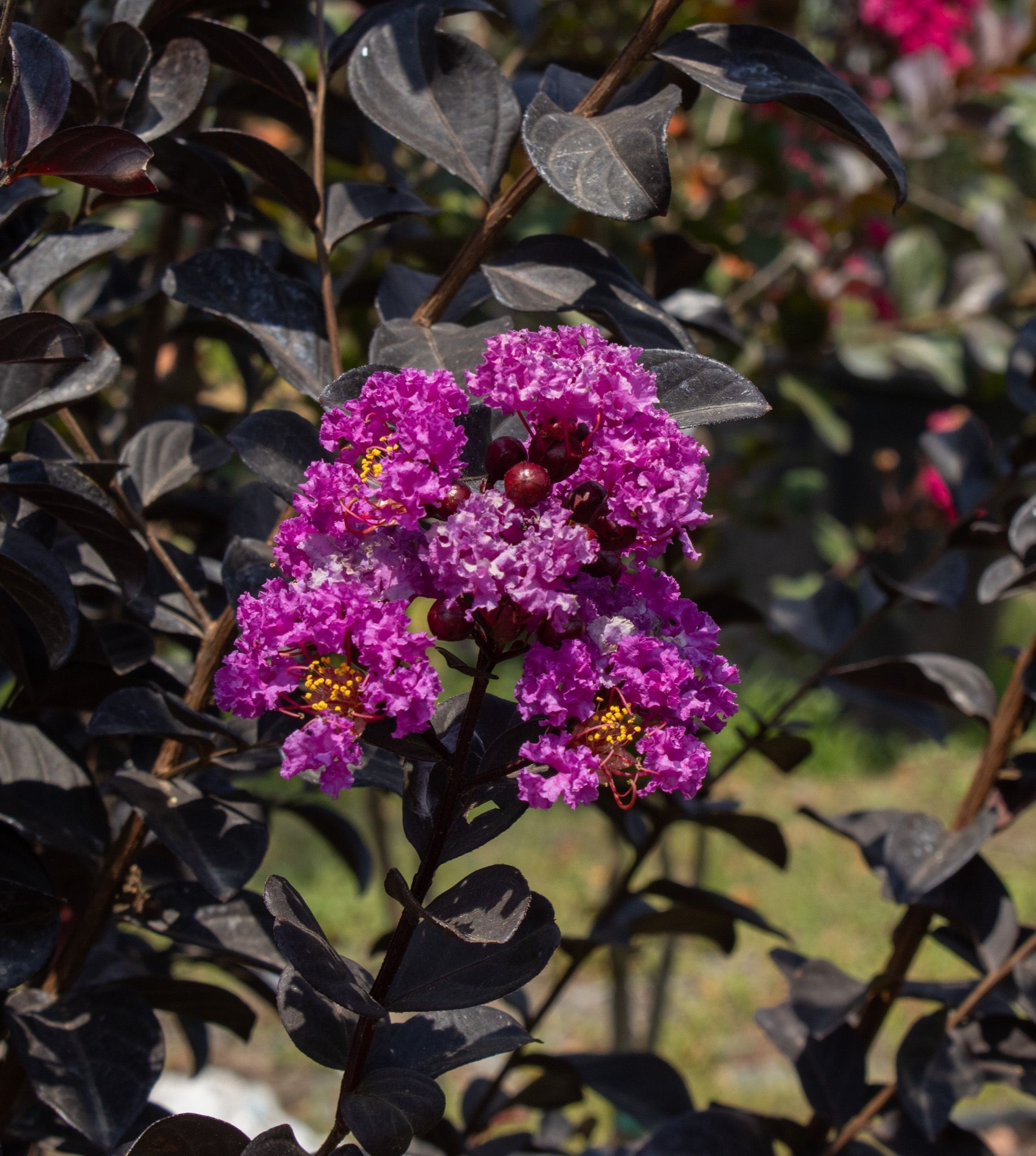 Bright pink flowers blooming on a dark-leaved shrub in sunlight