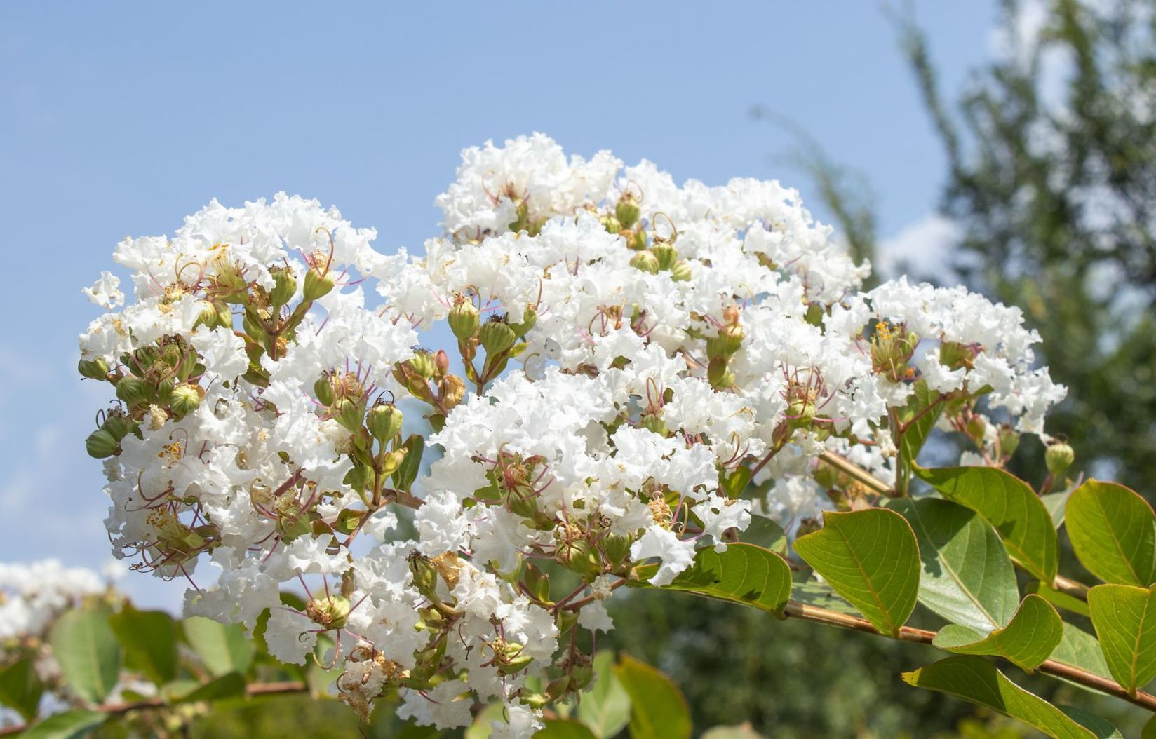 White blossoms on a flowering shrub with green leaves against a blue sky