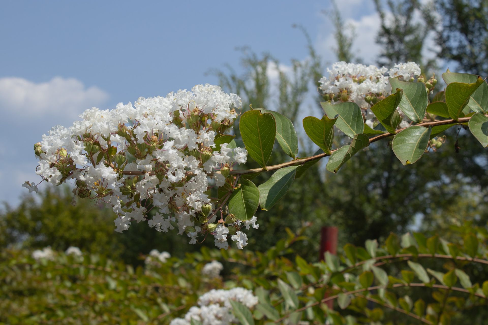 White blossoms on a leafy branch against a blue sky, with blurred trees in the background