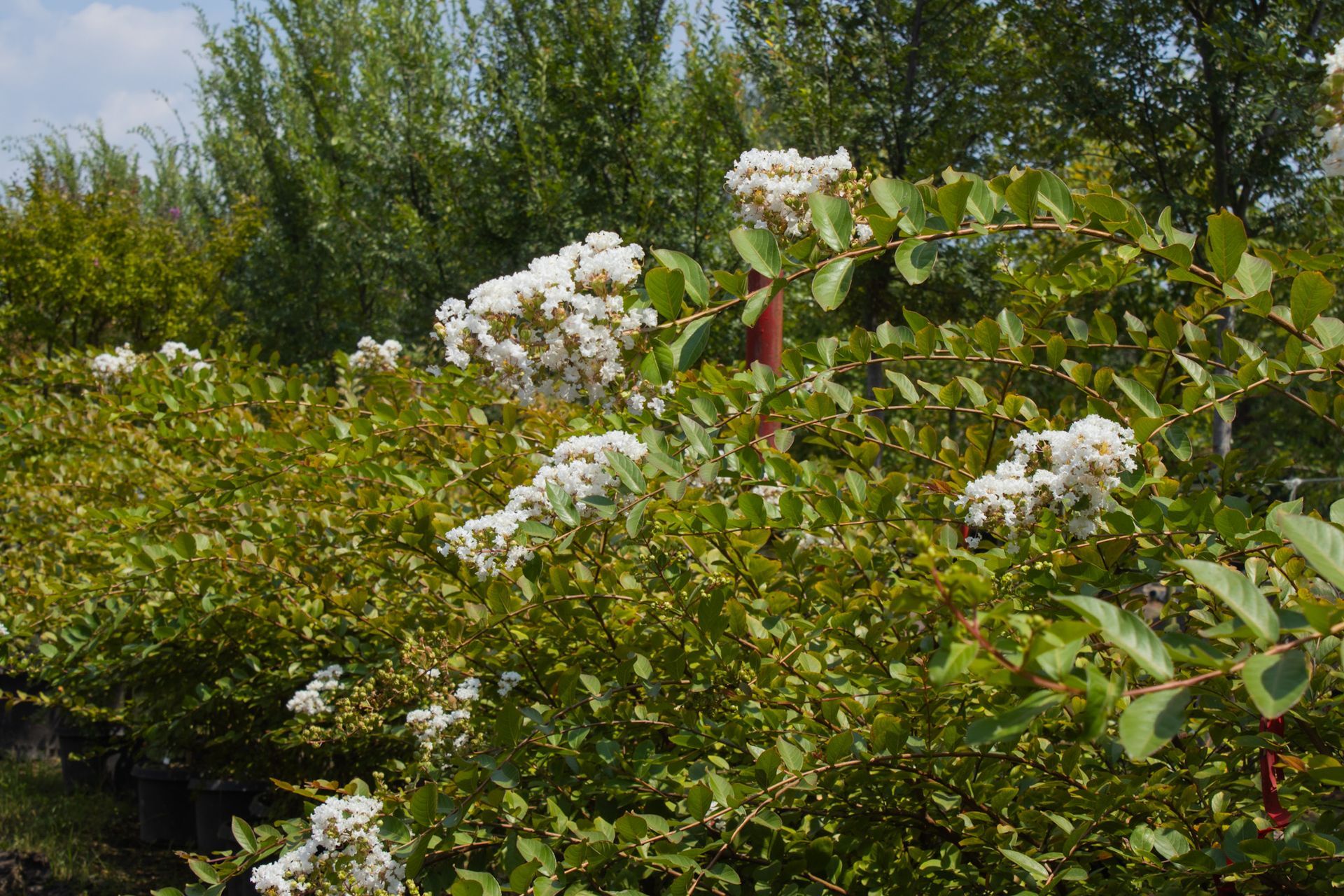 Garden shrubs with white blossoms and green foliage under sunny trees