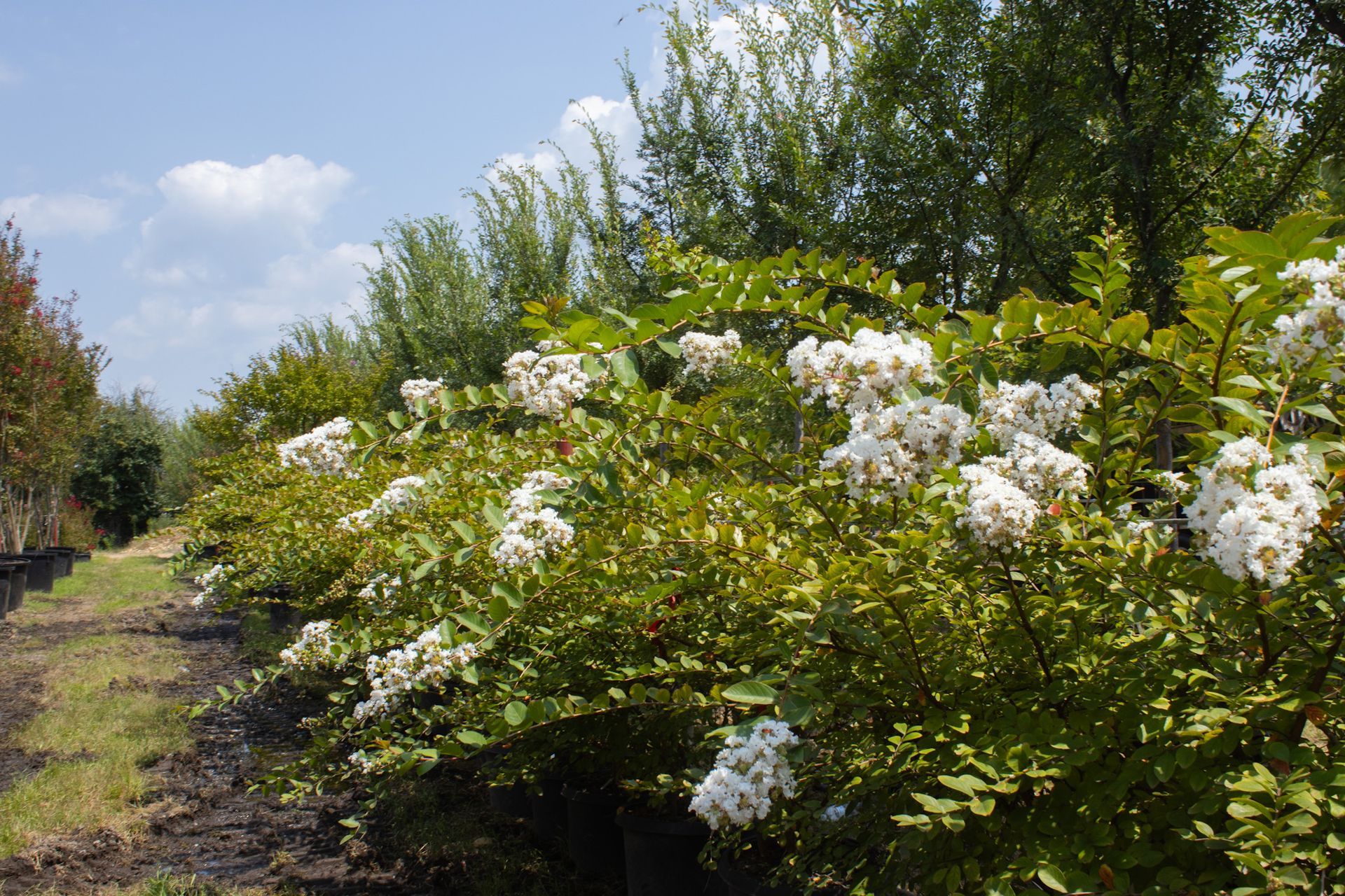 Flowering shrubs with white blossoms line a dirt path under a blue sky