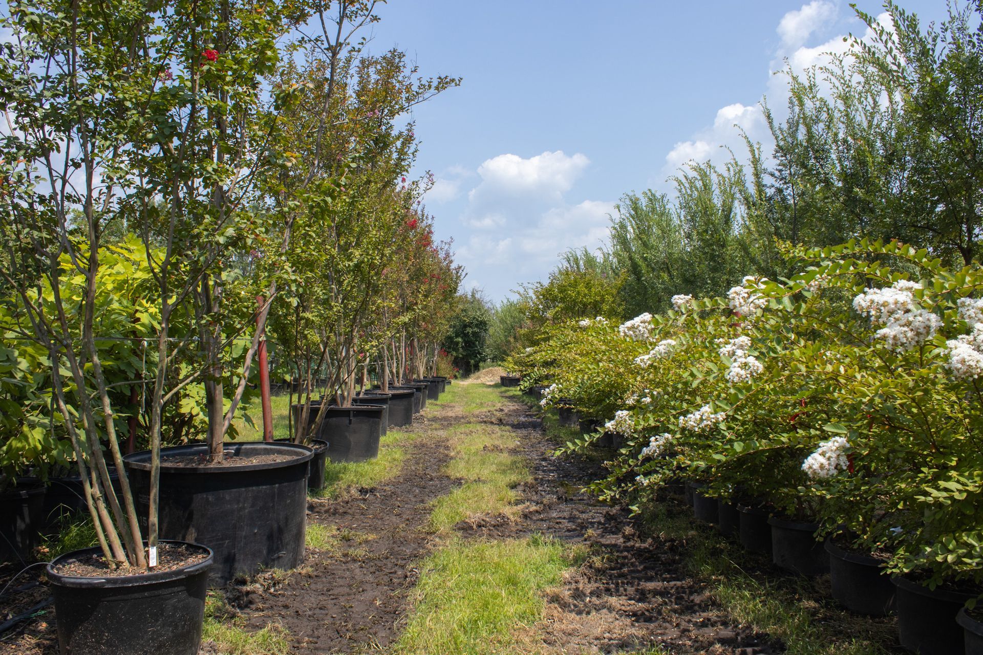 Tree nursery aisle with potted trees and flowering shrubs under a blue sky