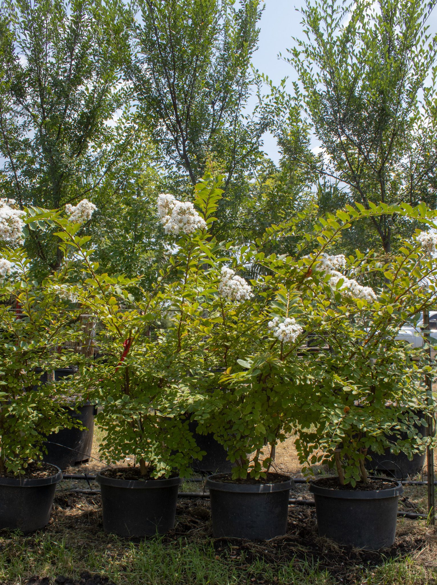Potted flowering shrubs in a nursery, with white blossoms and tall green trees in the background
