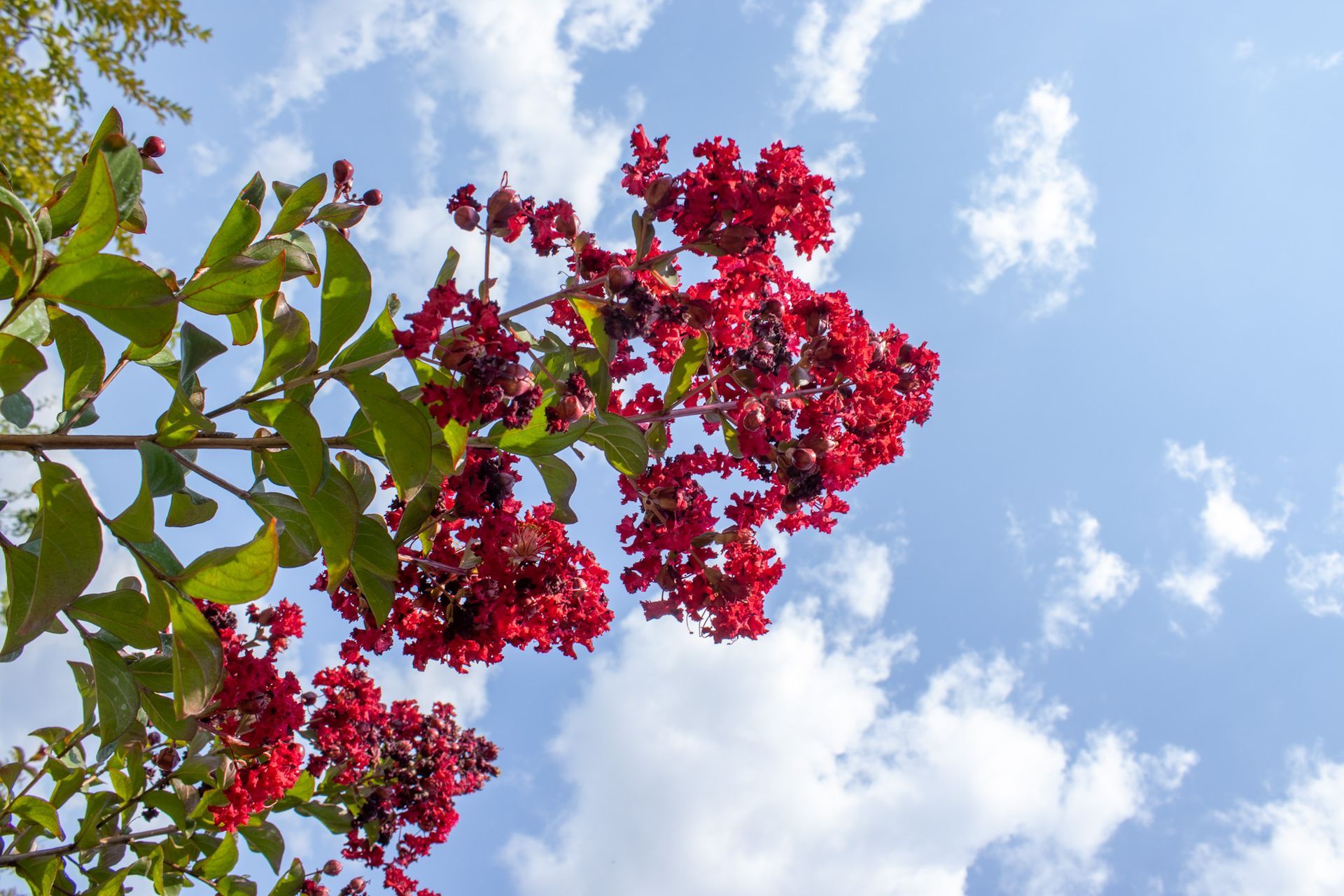 Red flowers on a tree branch against a blue sky with scattered clouds